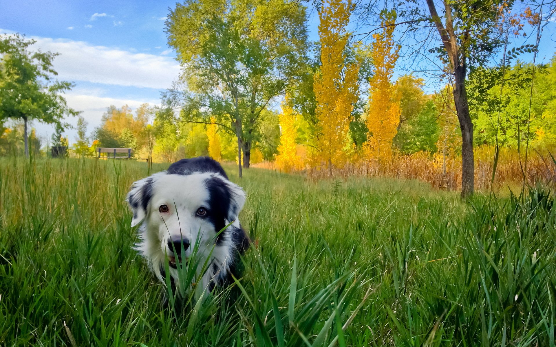 hund freund herbst