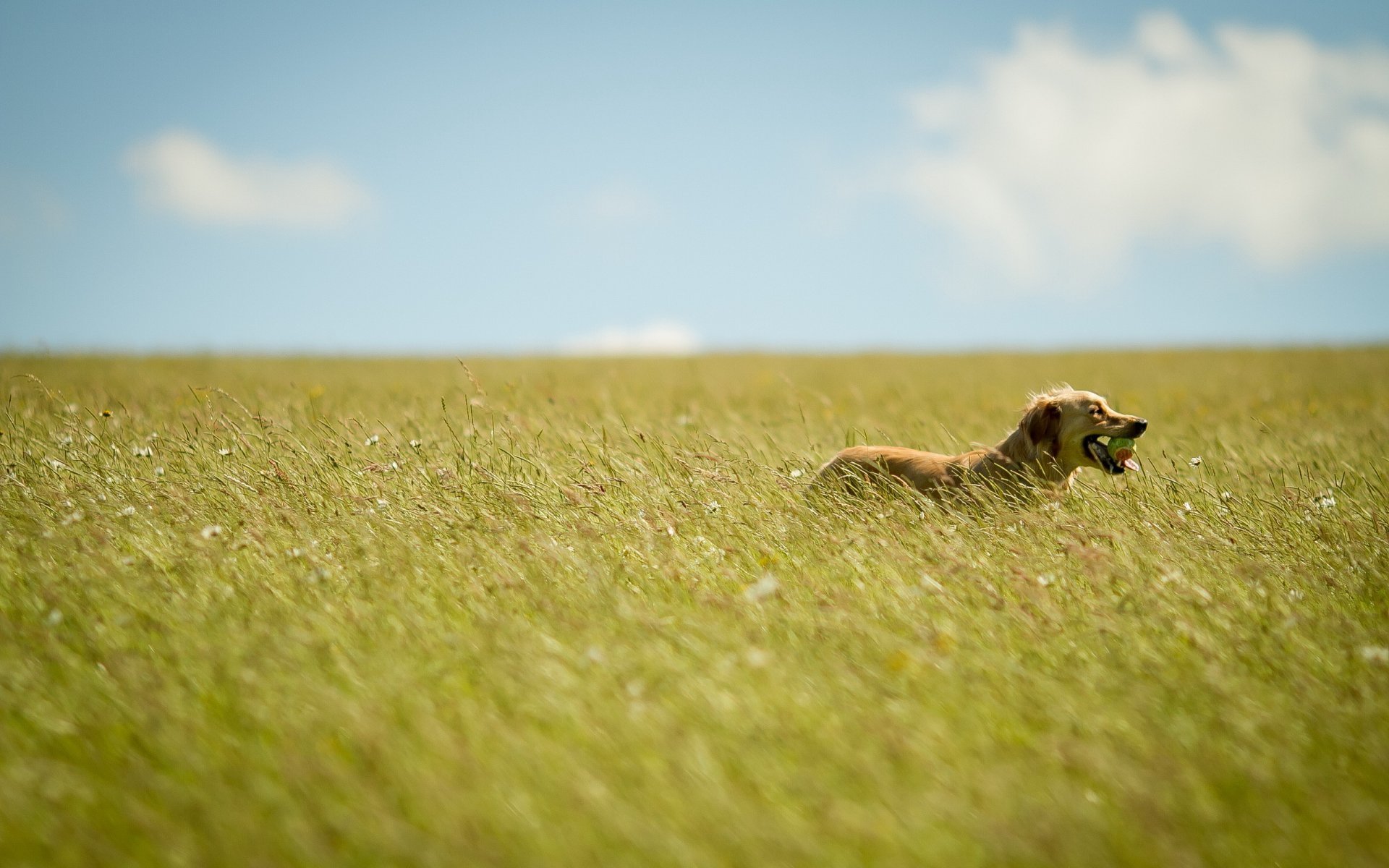 hund feld sommer