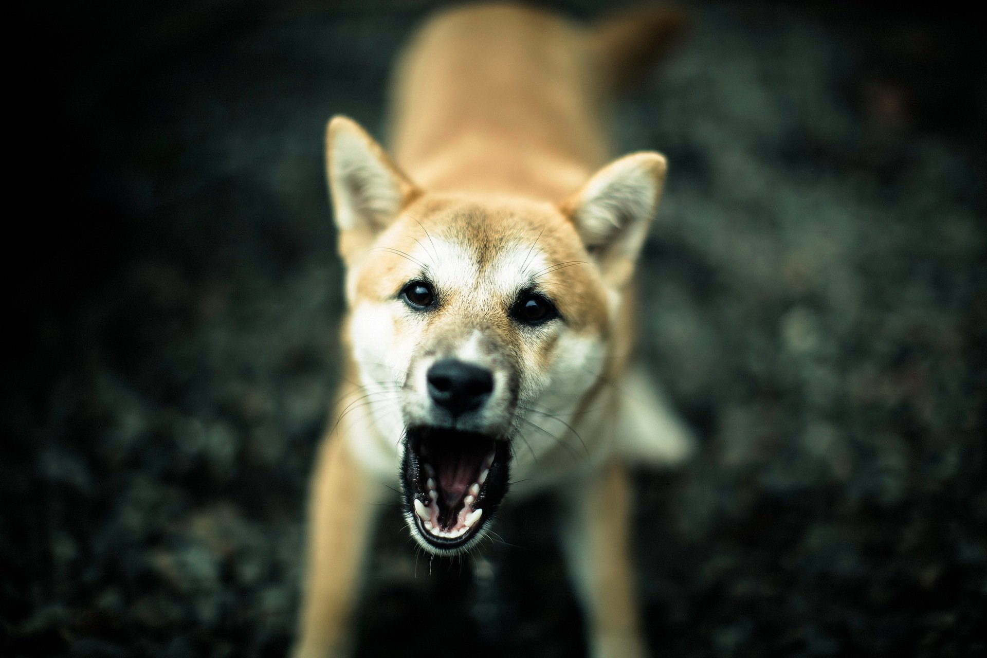chien colère fond