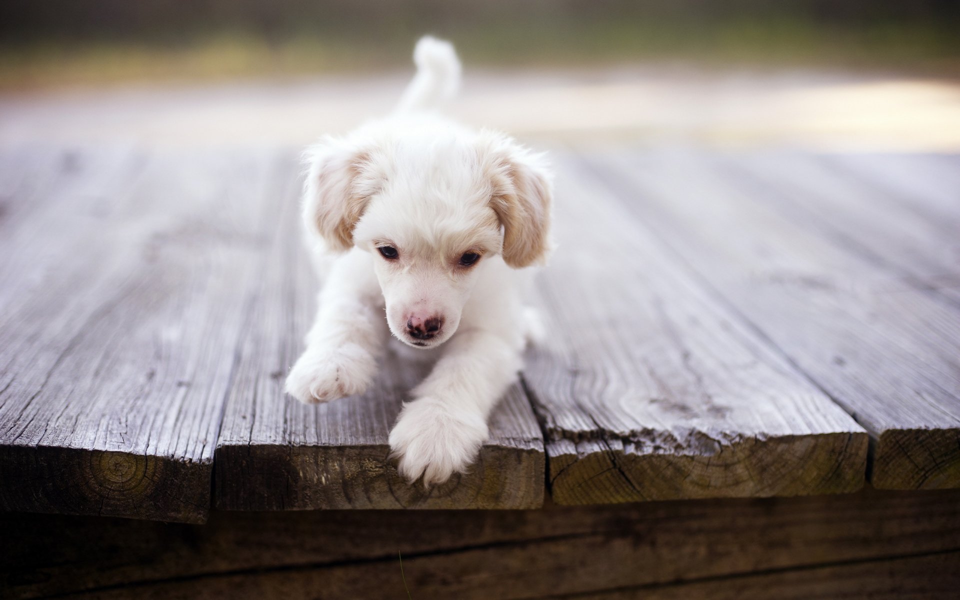 dog puppy bridge