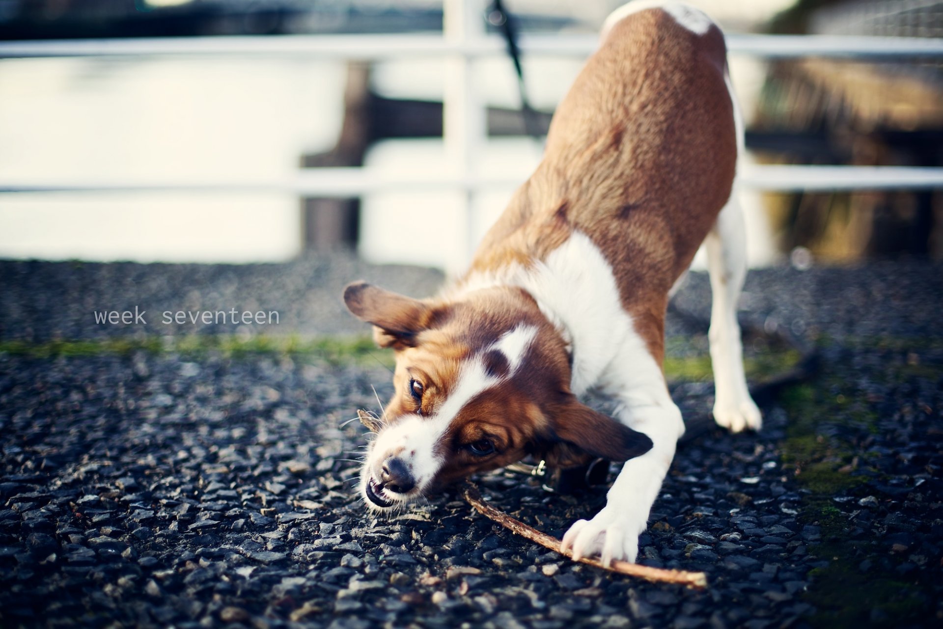 perro palo juego