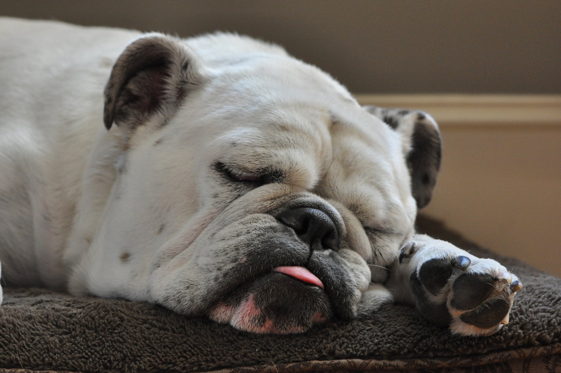 chien endormi bouledogue langue