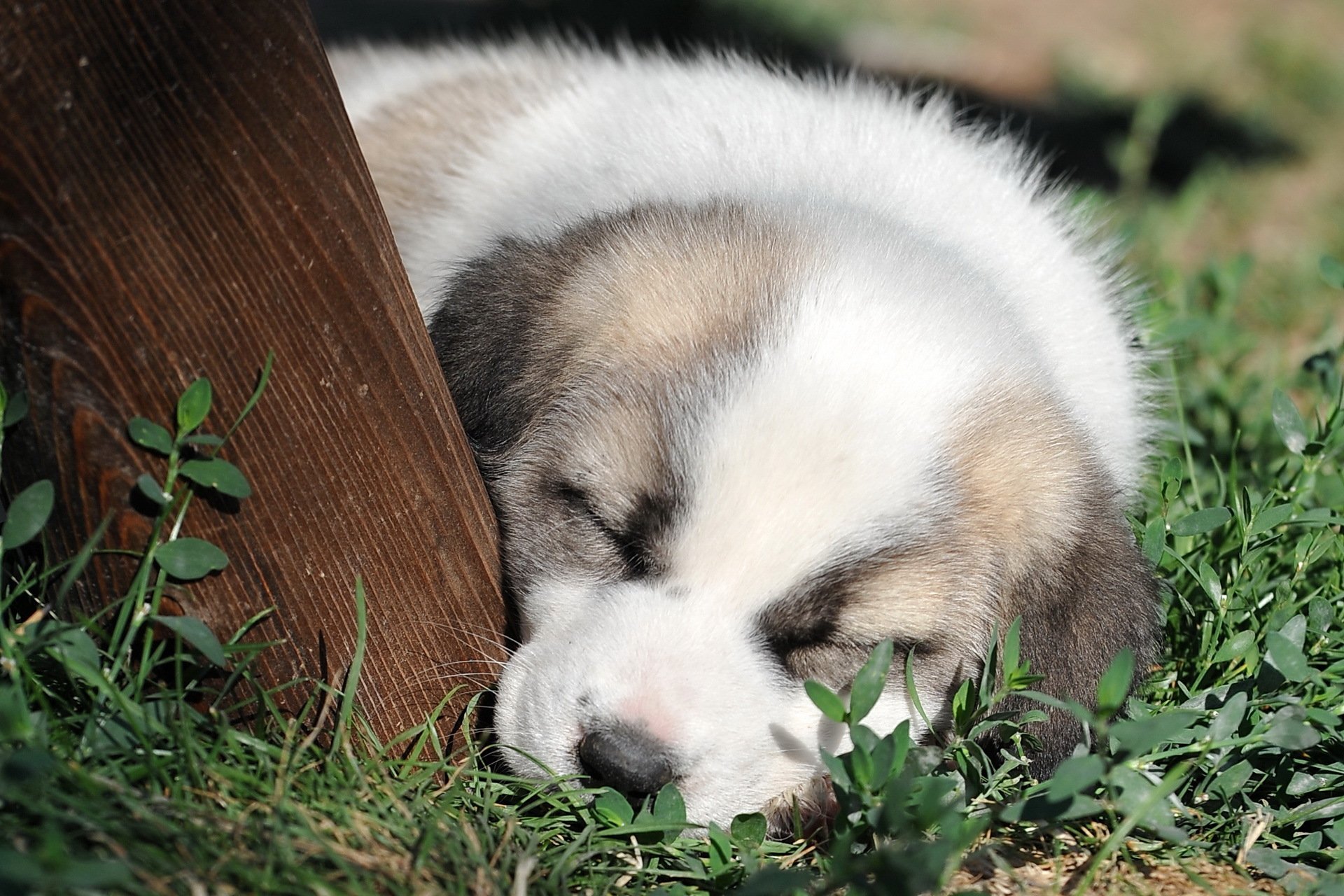 cane cucciolo sfondo