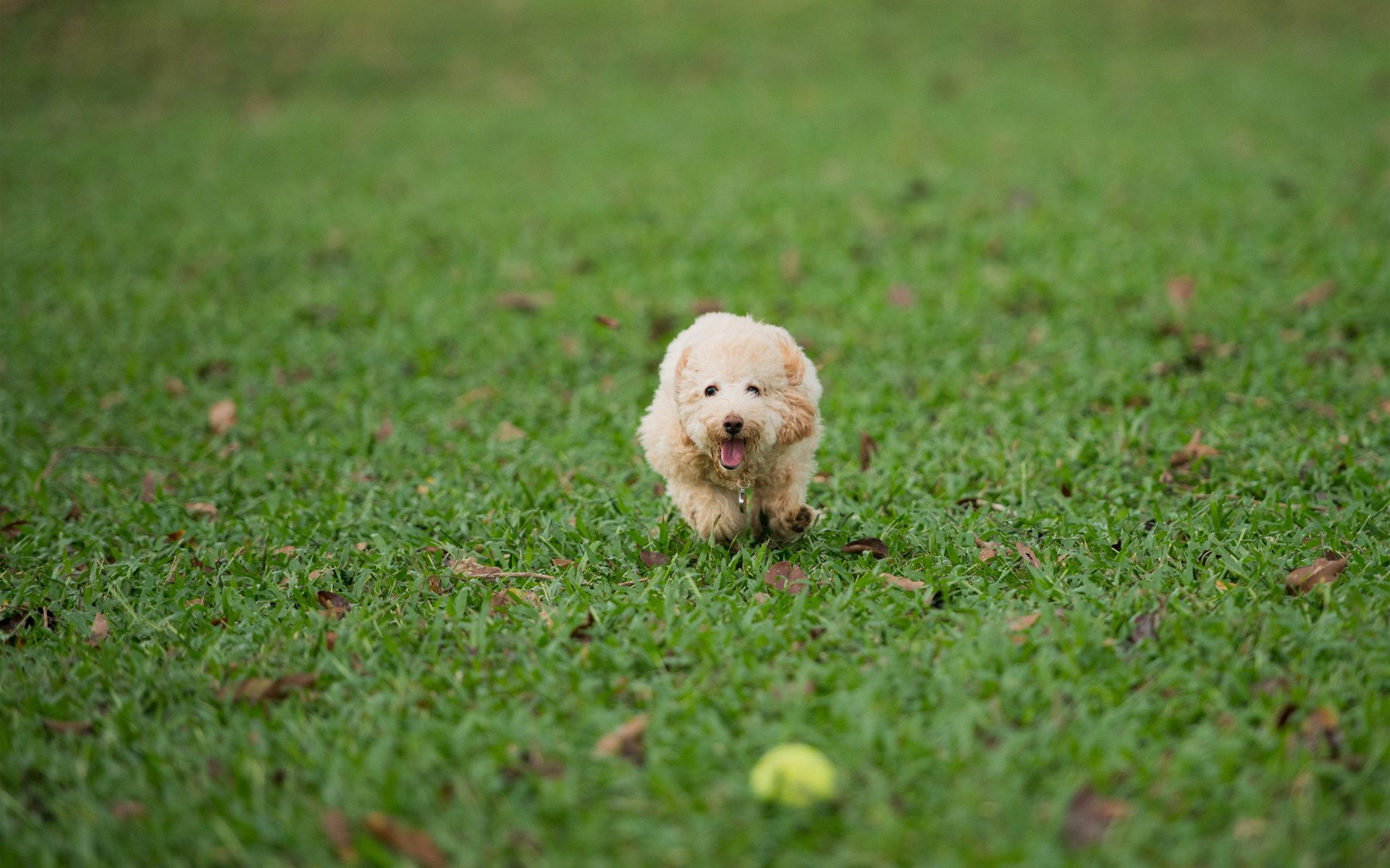 dog grass ball game running turf