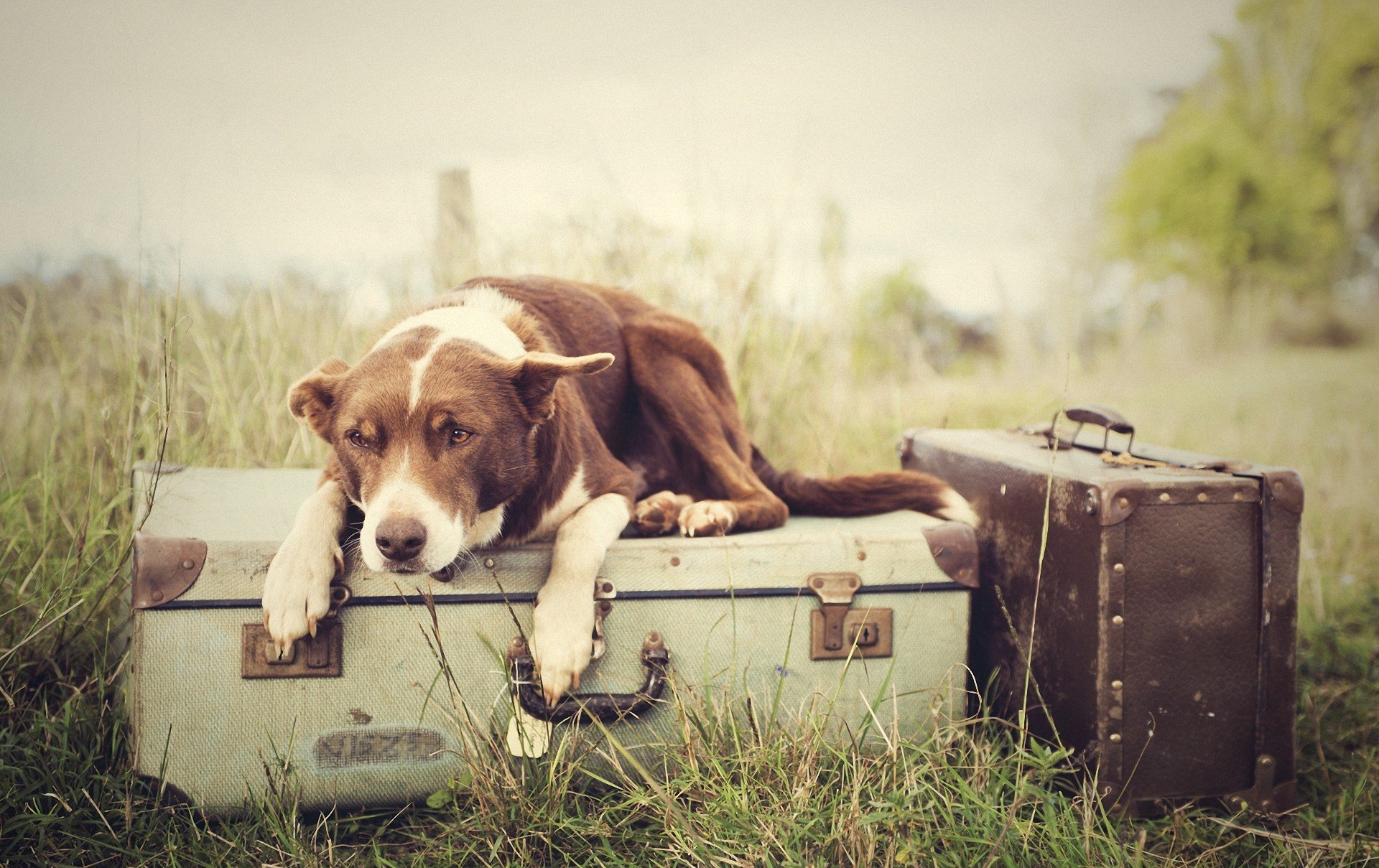 dog baggage cases gra