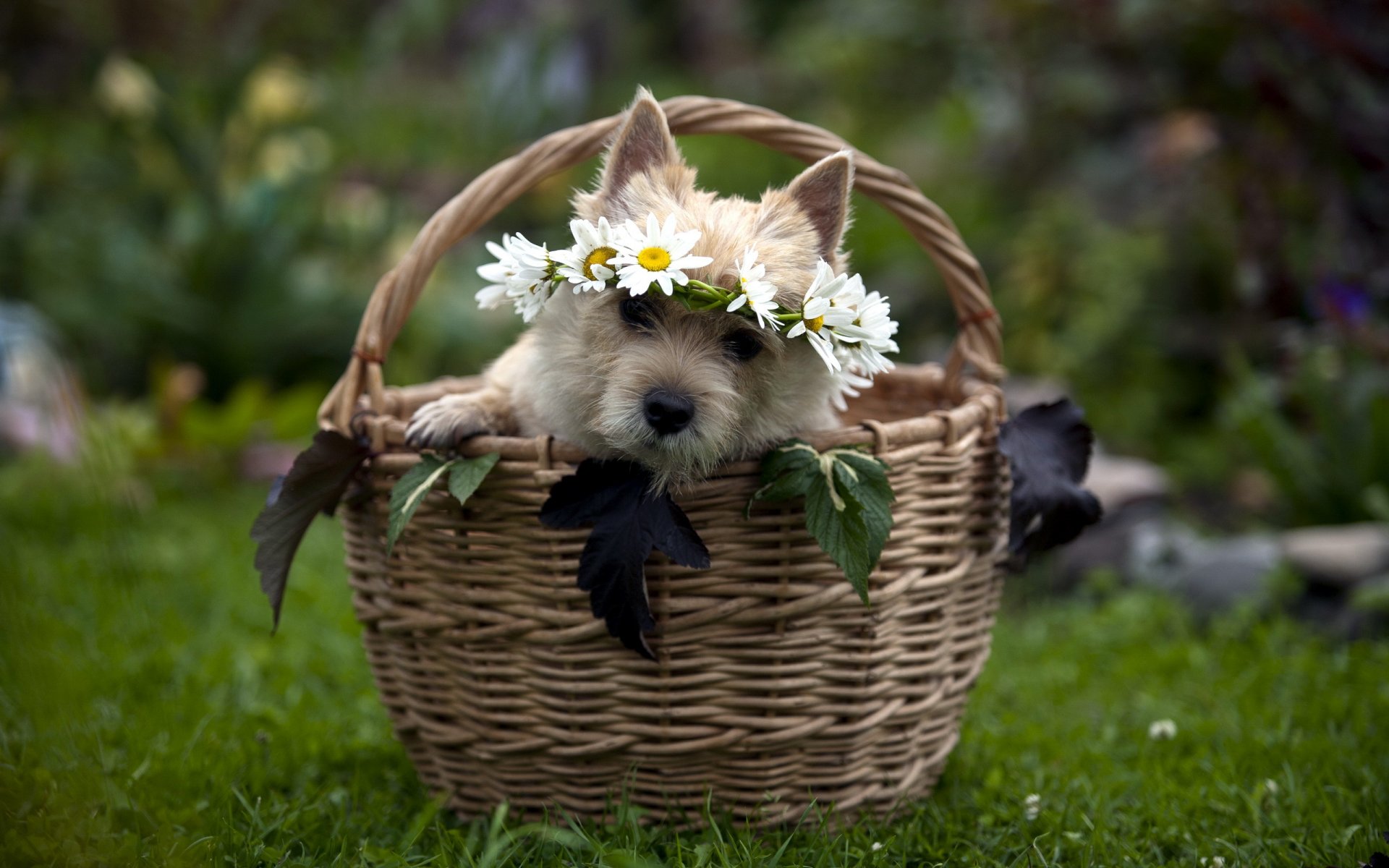 cane cestino regalo
