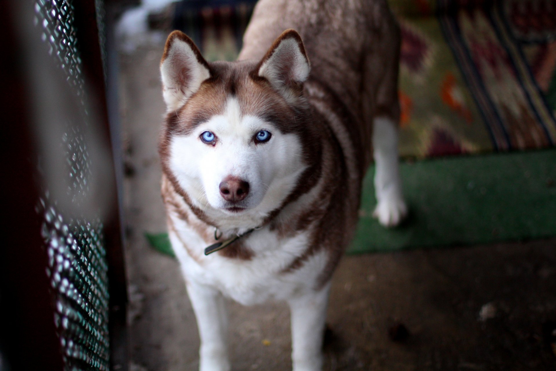 husky yeux bleus chien