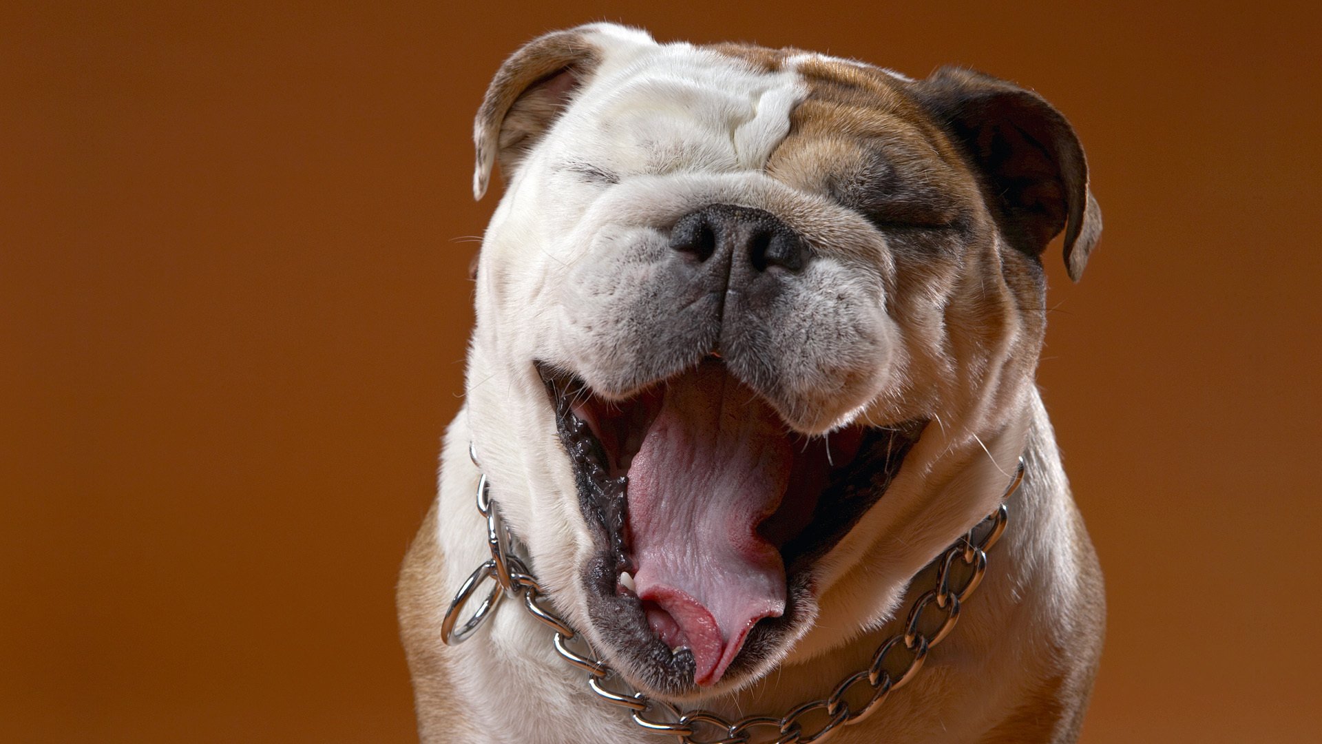 bulldog muso umore lingua collare catena