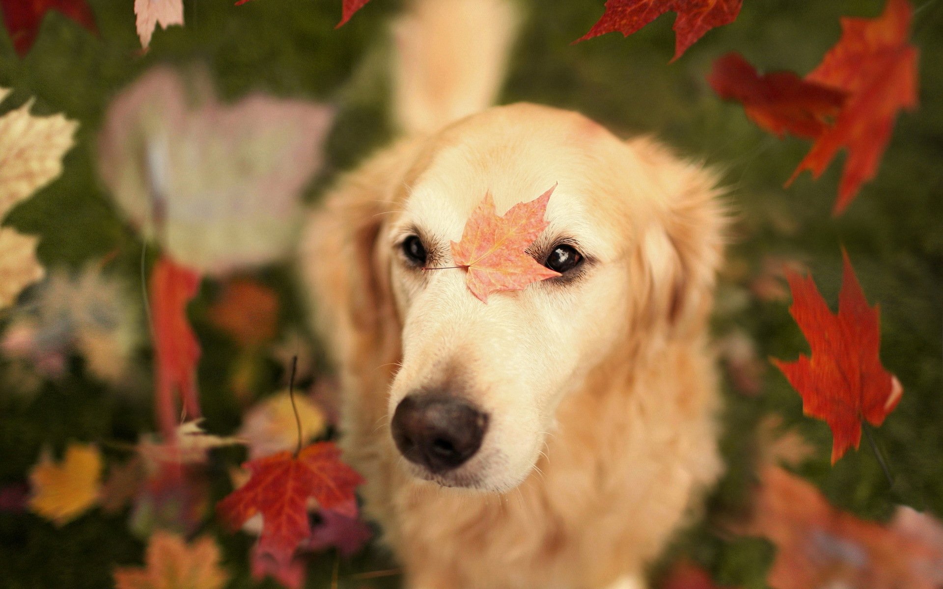 chien feuilles automne