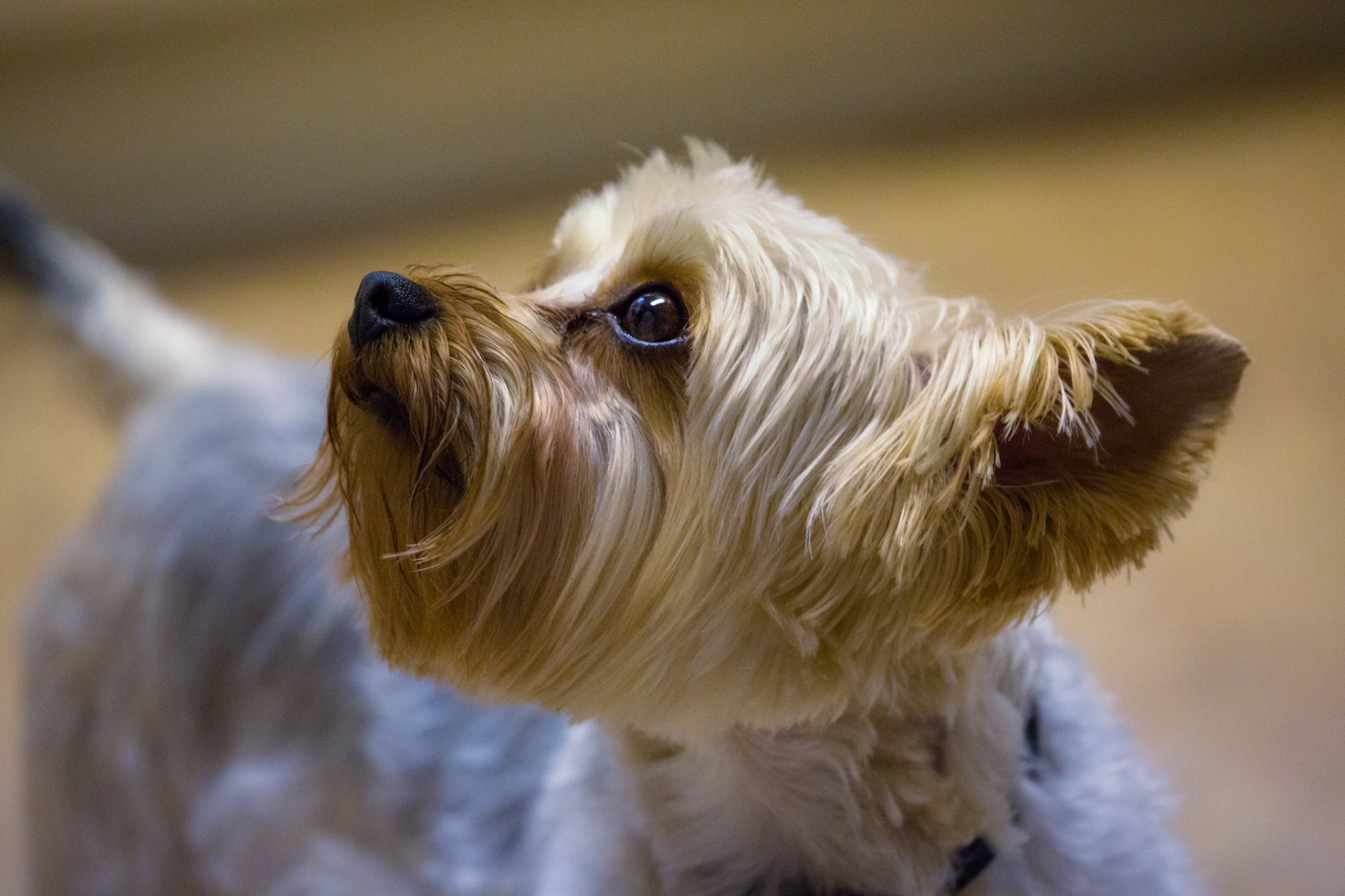 yorkshire terrier snout ear