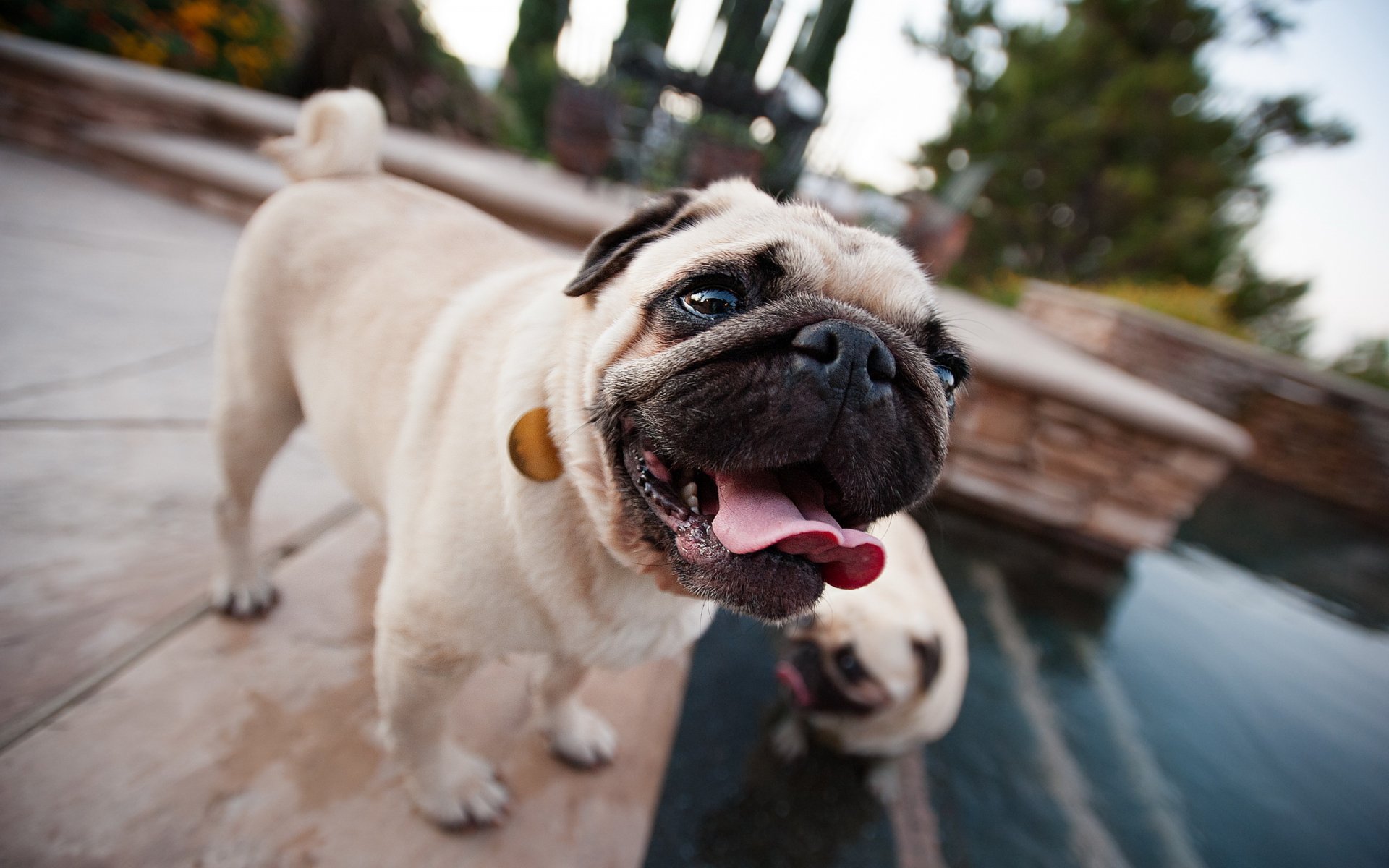 hund mops hintergrund