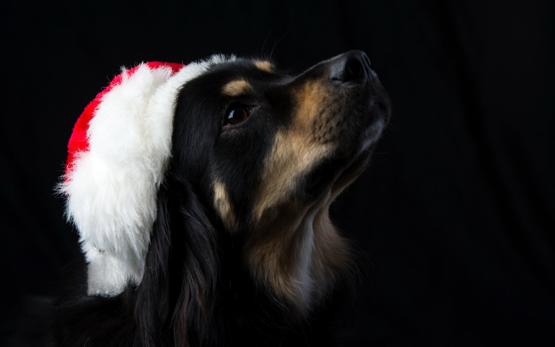 hund blick freund