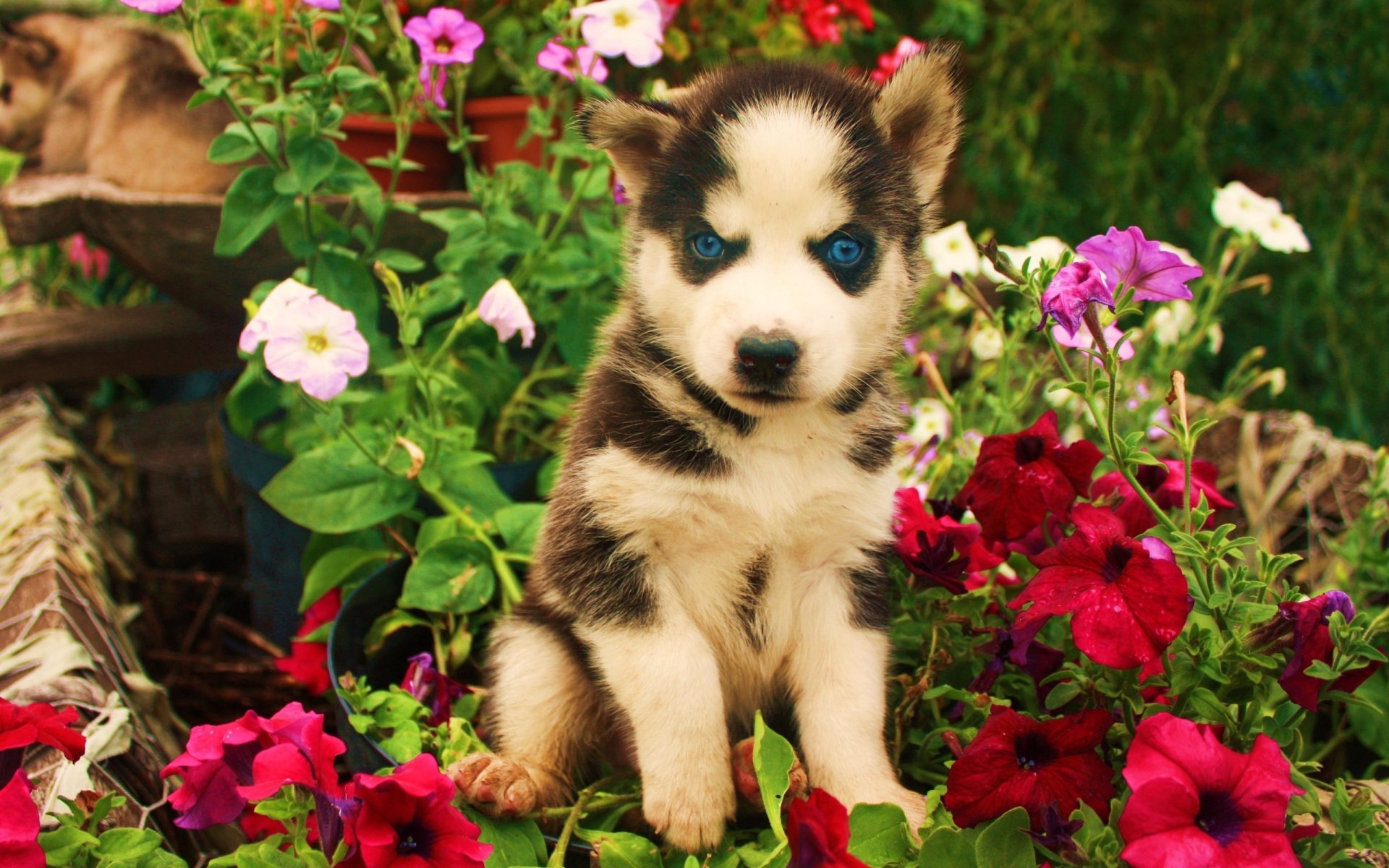 chien chiot fleurs en colère yeux bleus vue art