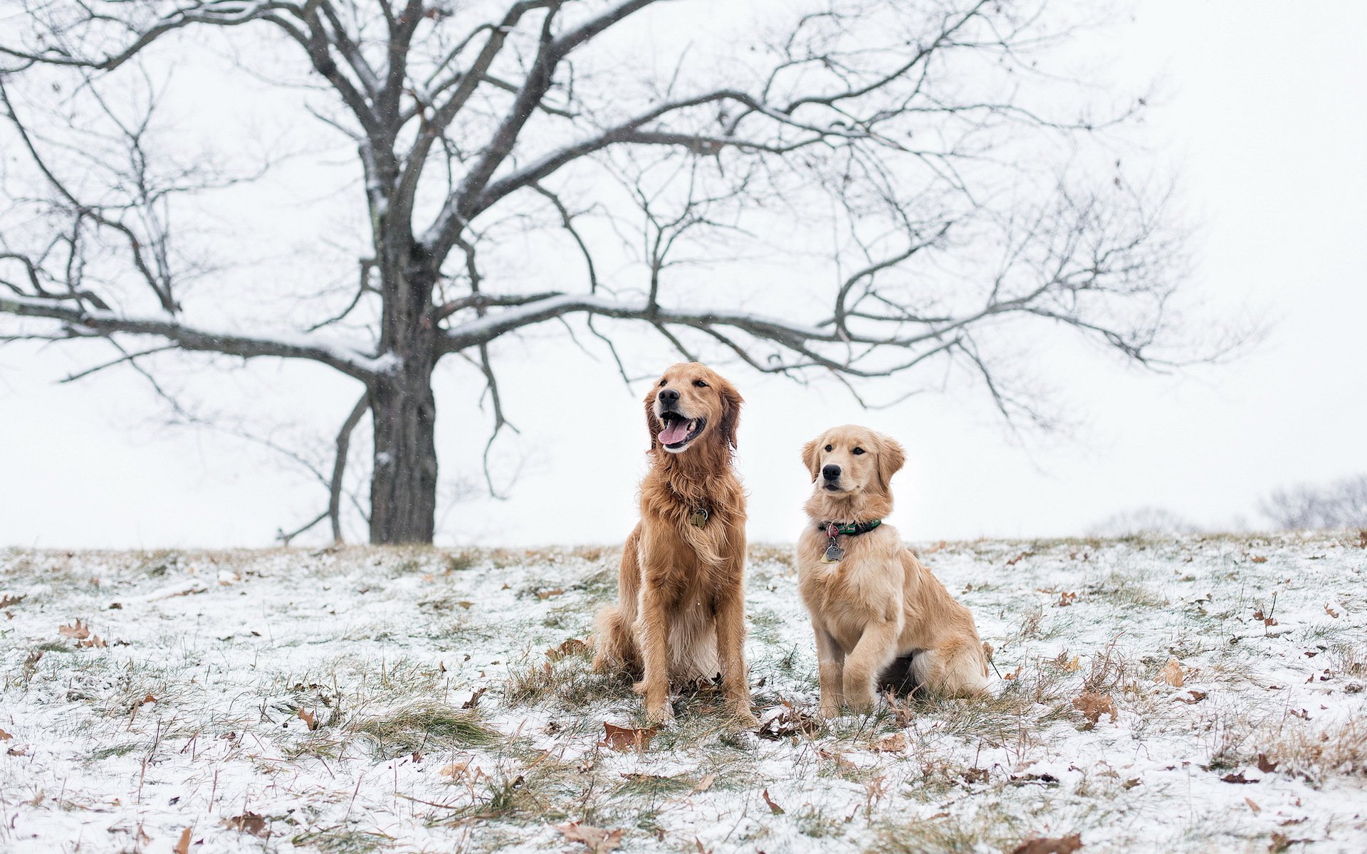 cani campo neve