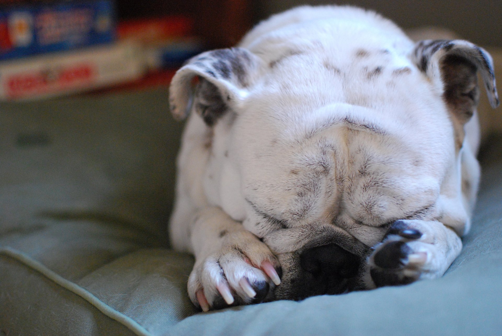 chien endormi bulldog