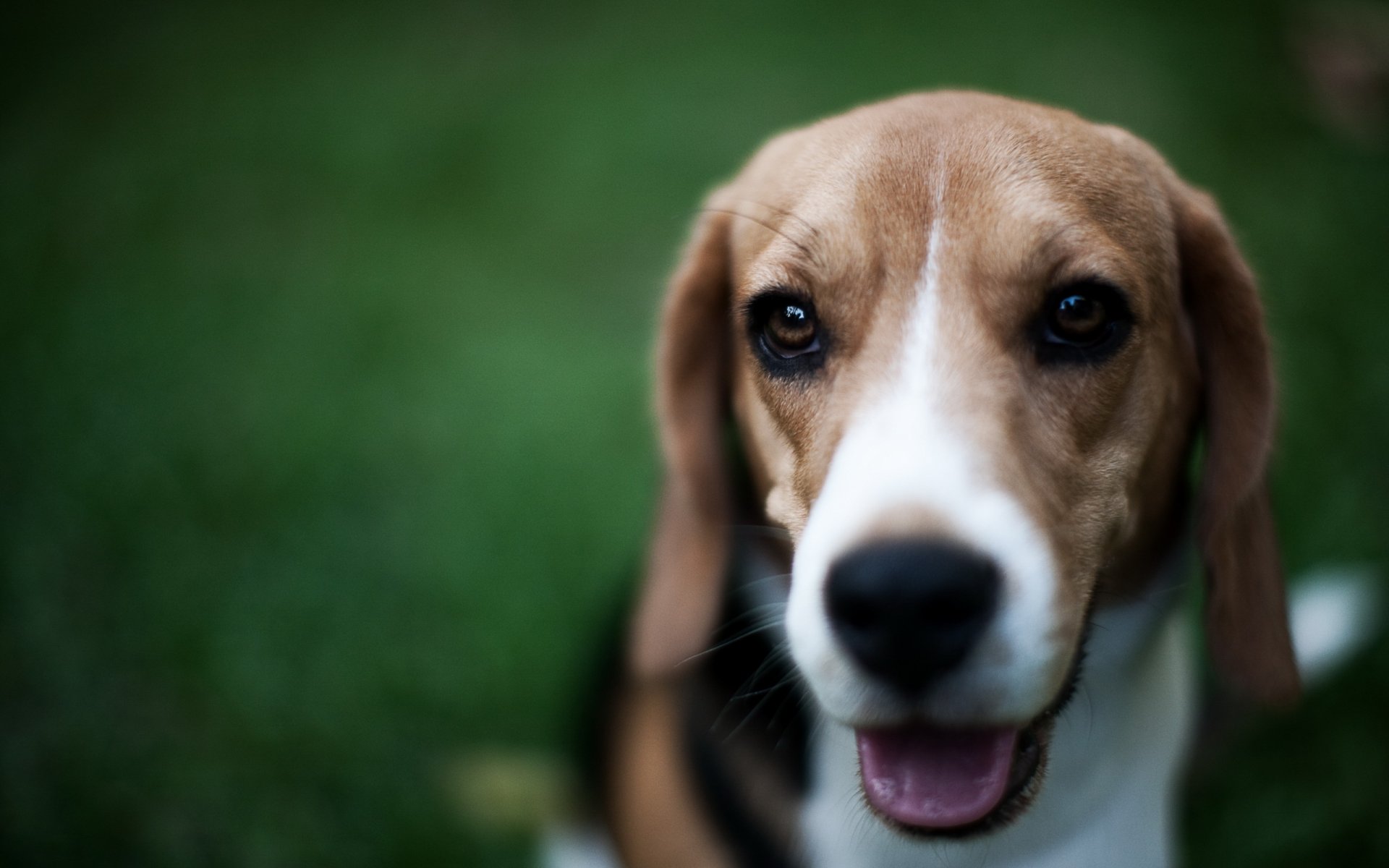 chien beagle ami