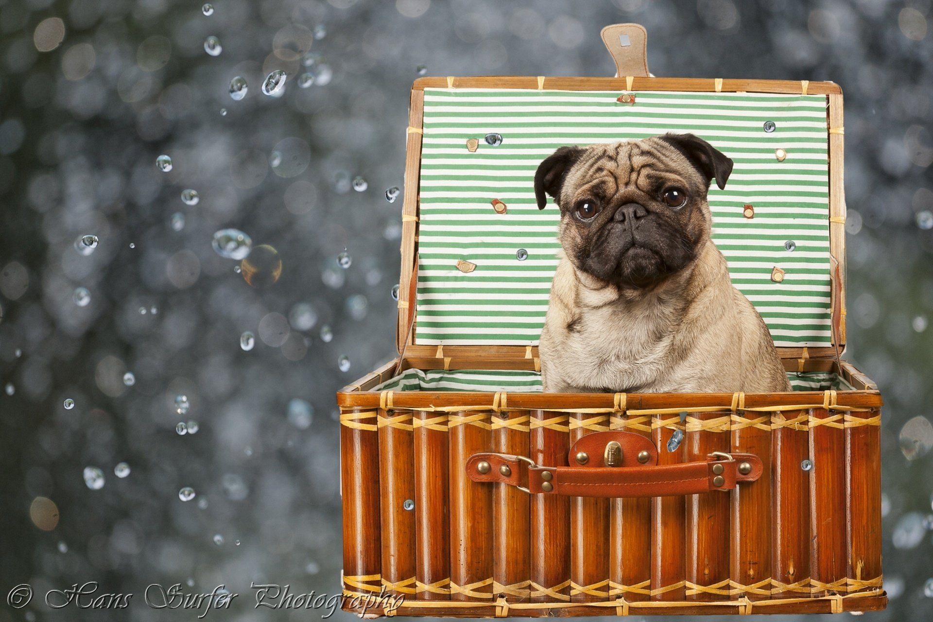cane carlino scatola