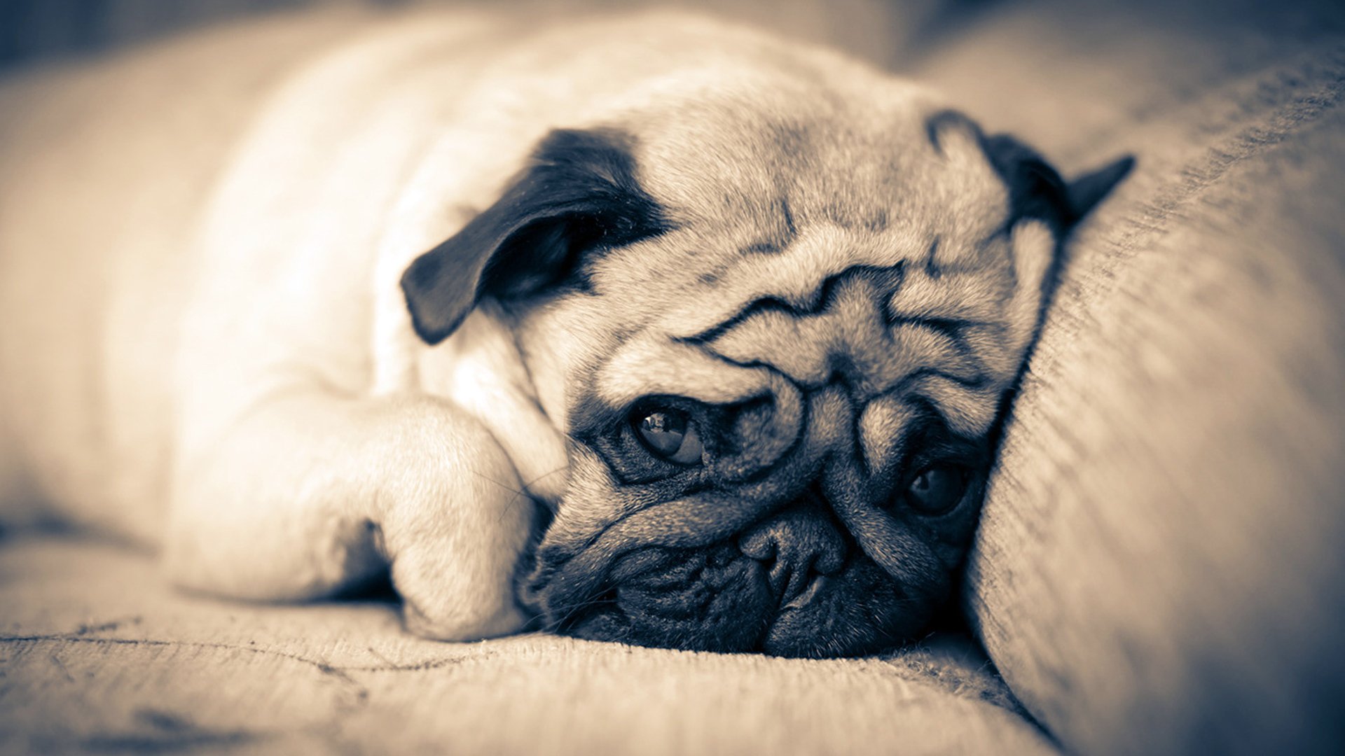 hund mops liegt sofa