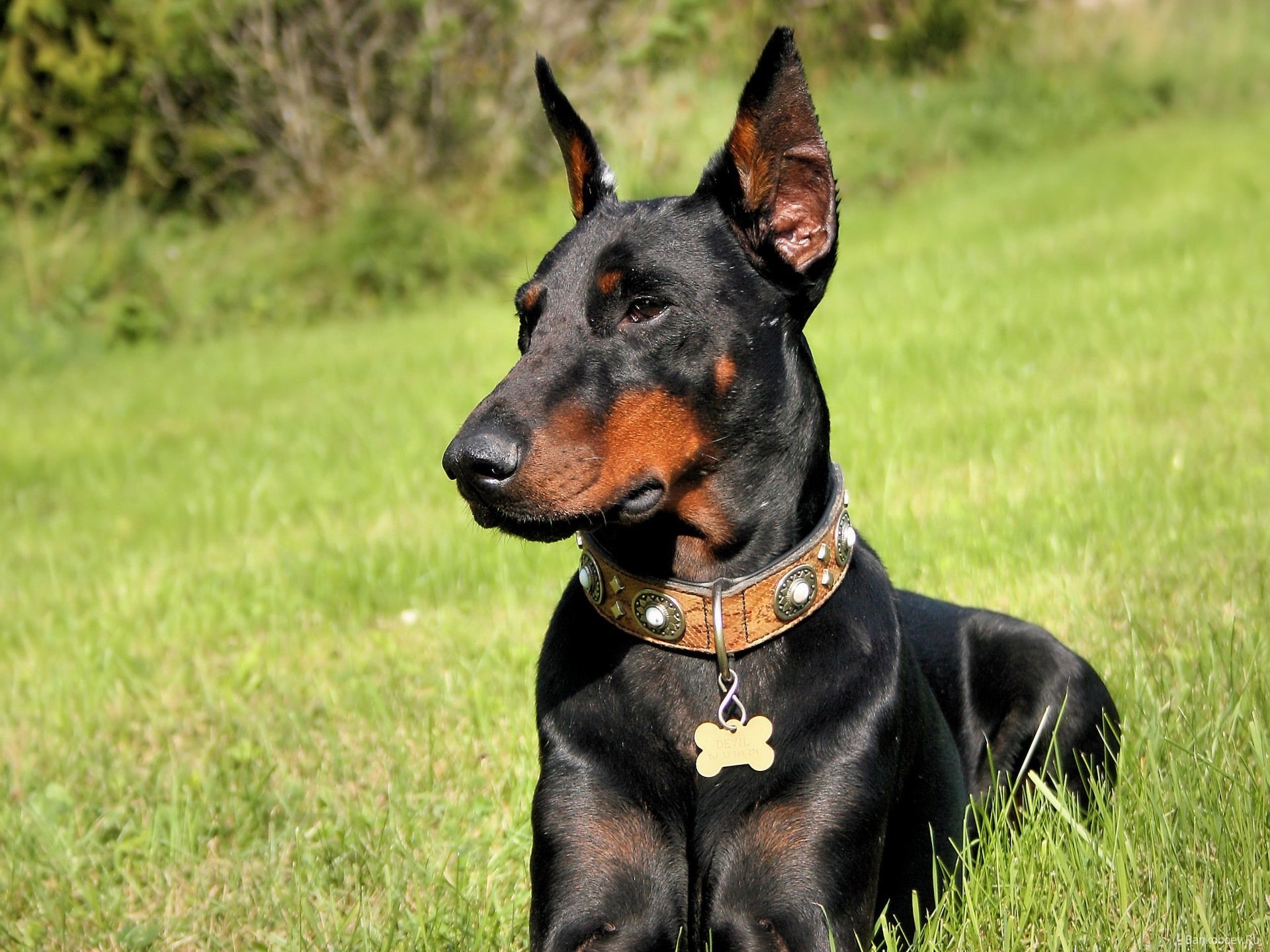 perro doberman hierba
