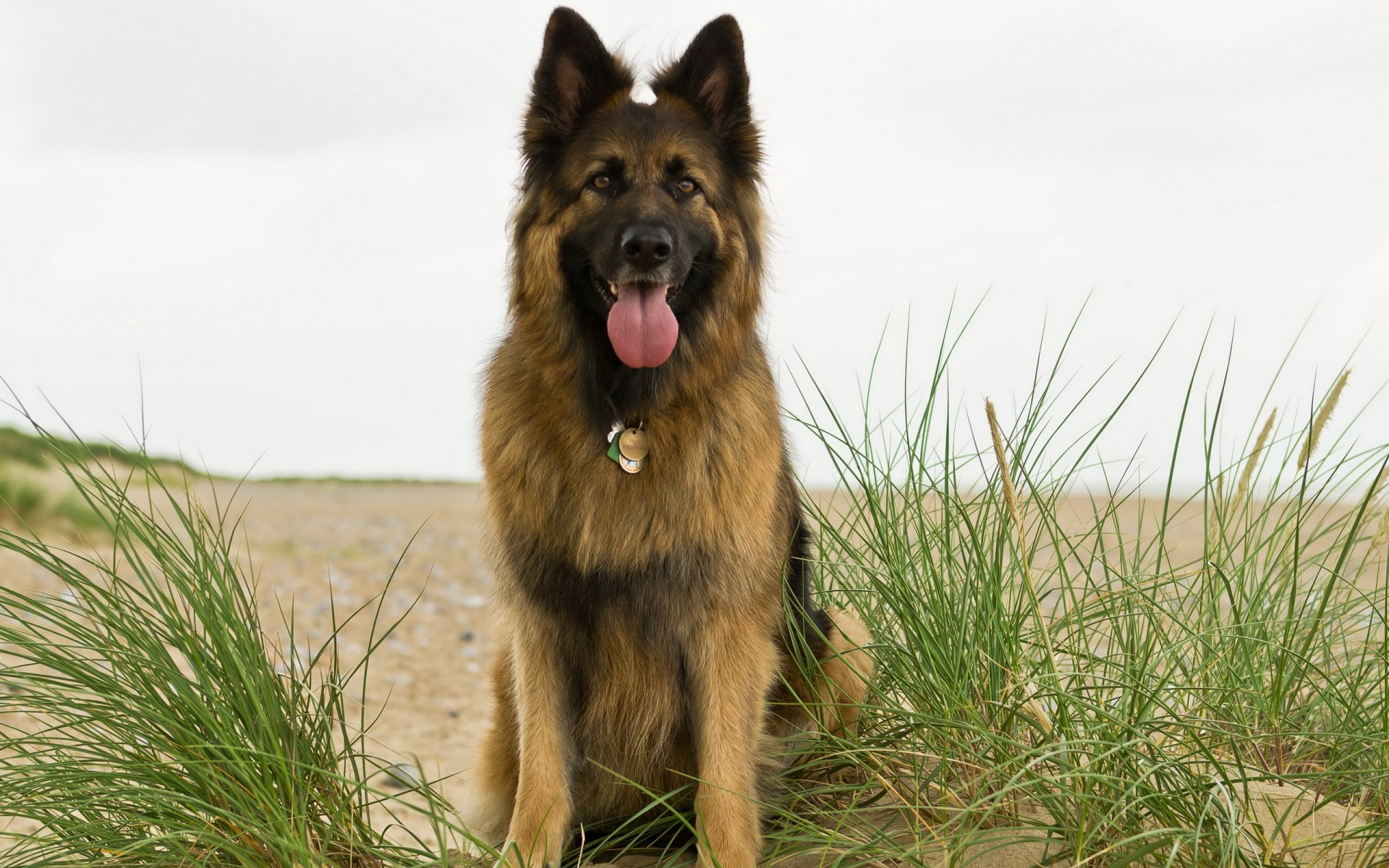 chien berger ami