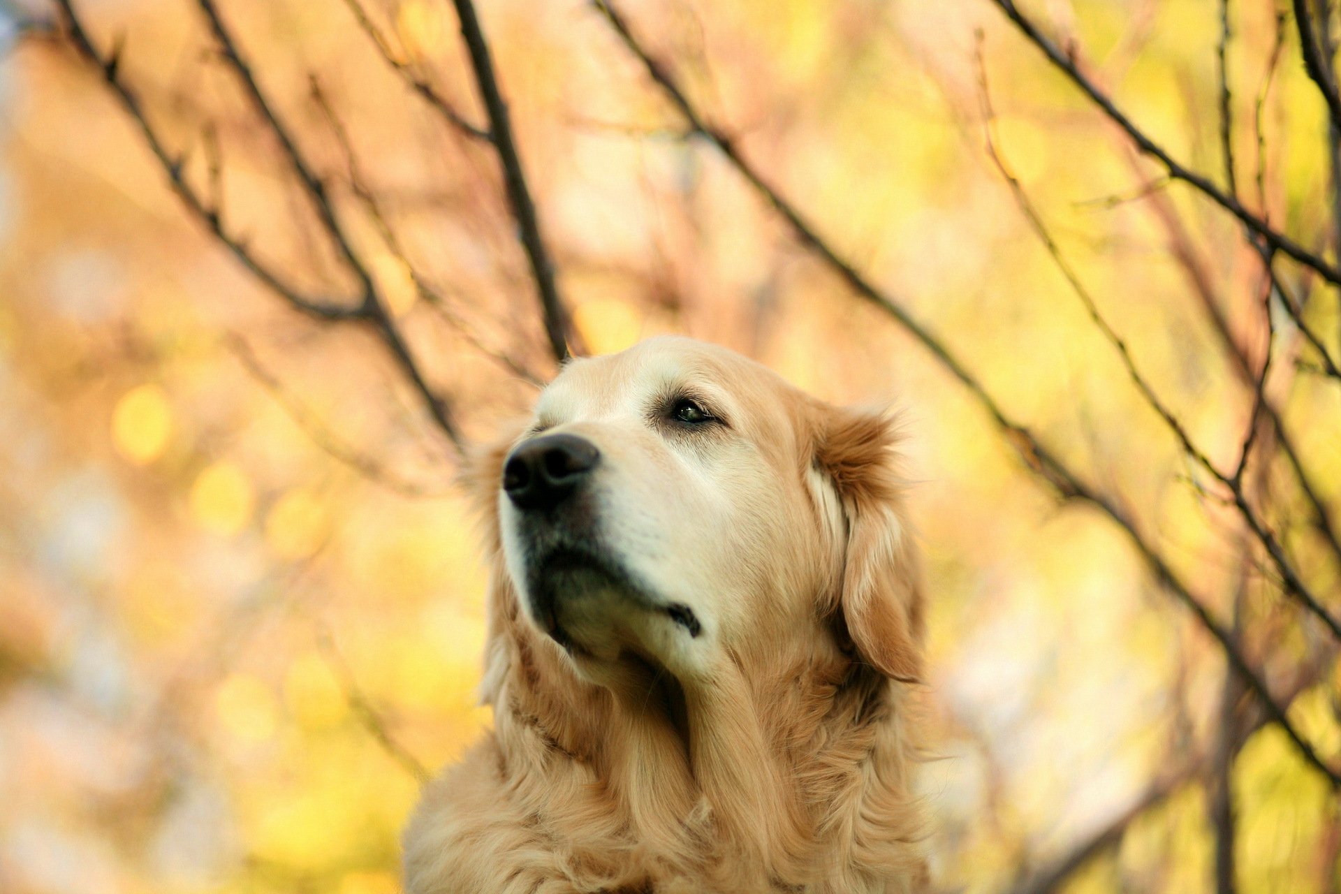 dog nature background