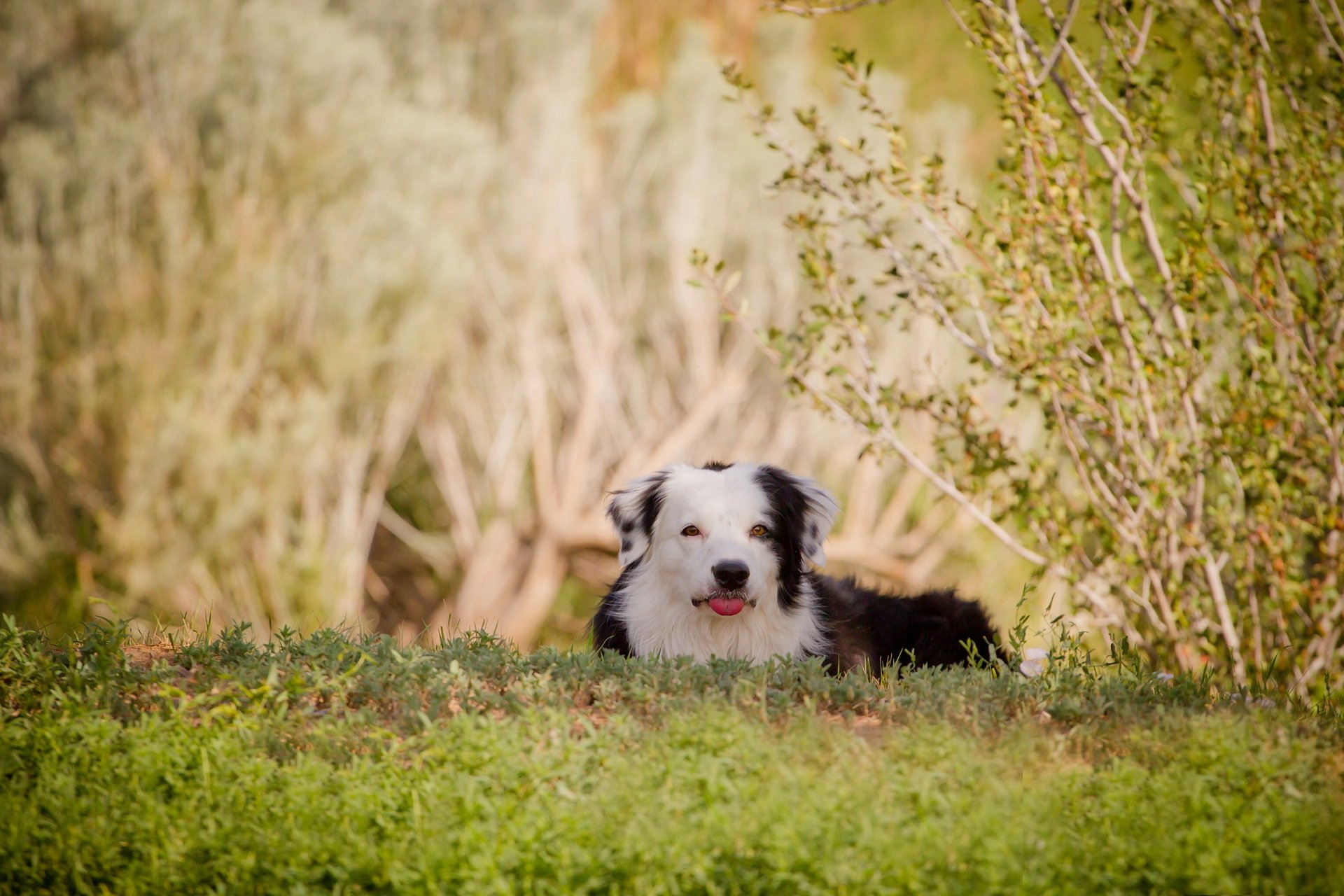 hund sommer natur