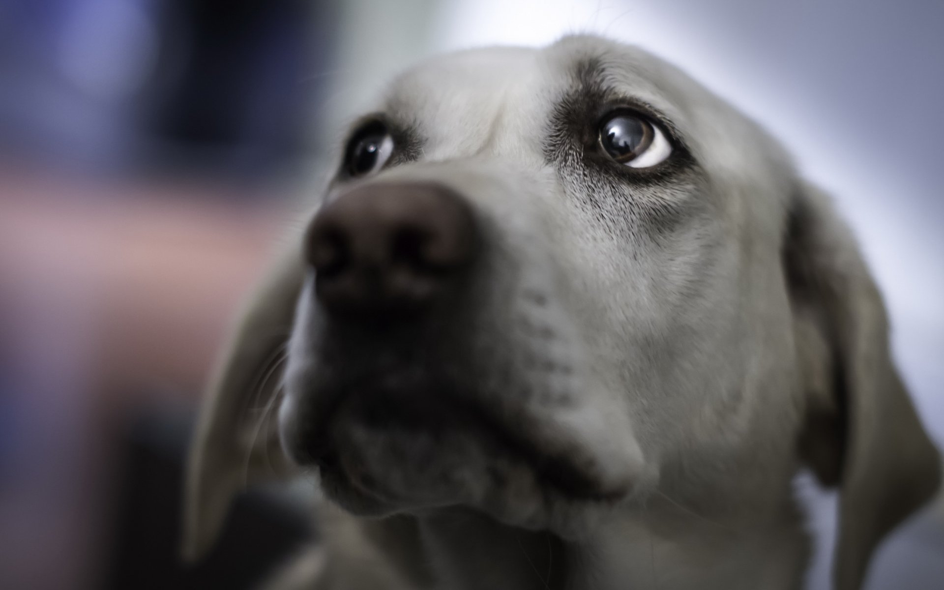 cane sguardo amico