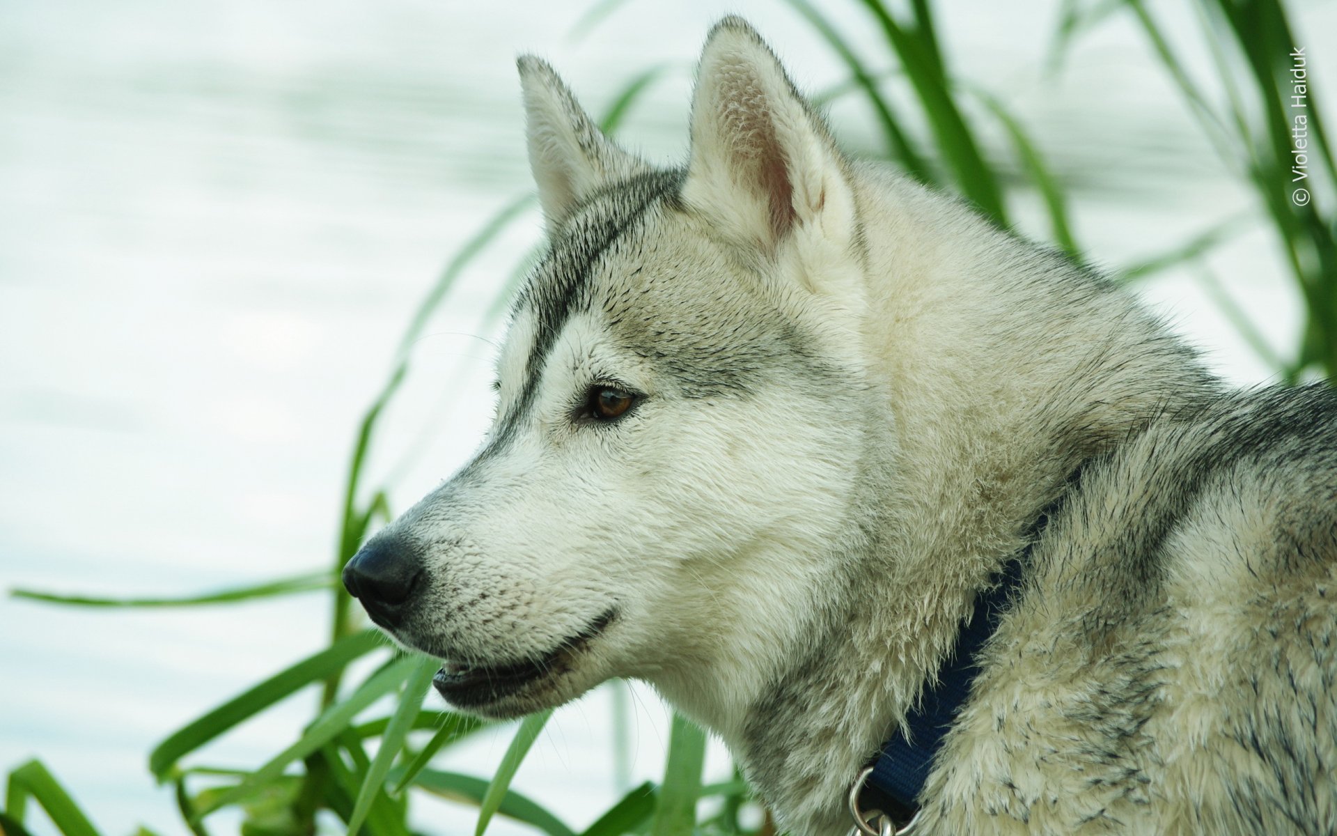 hund husk hintergrund