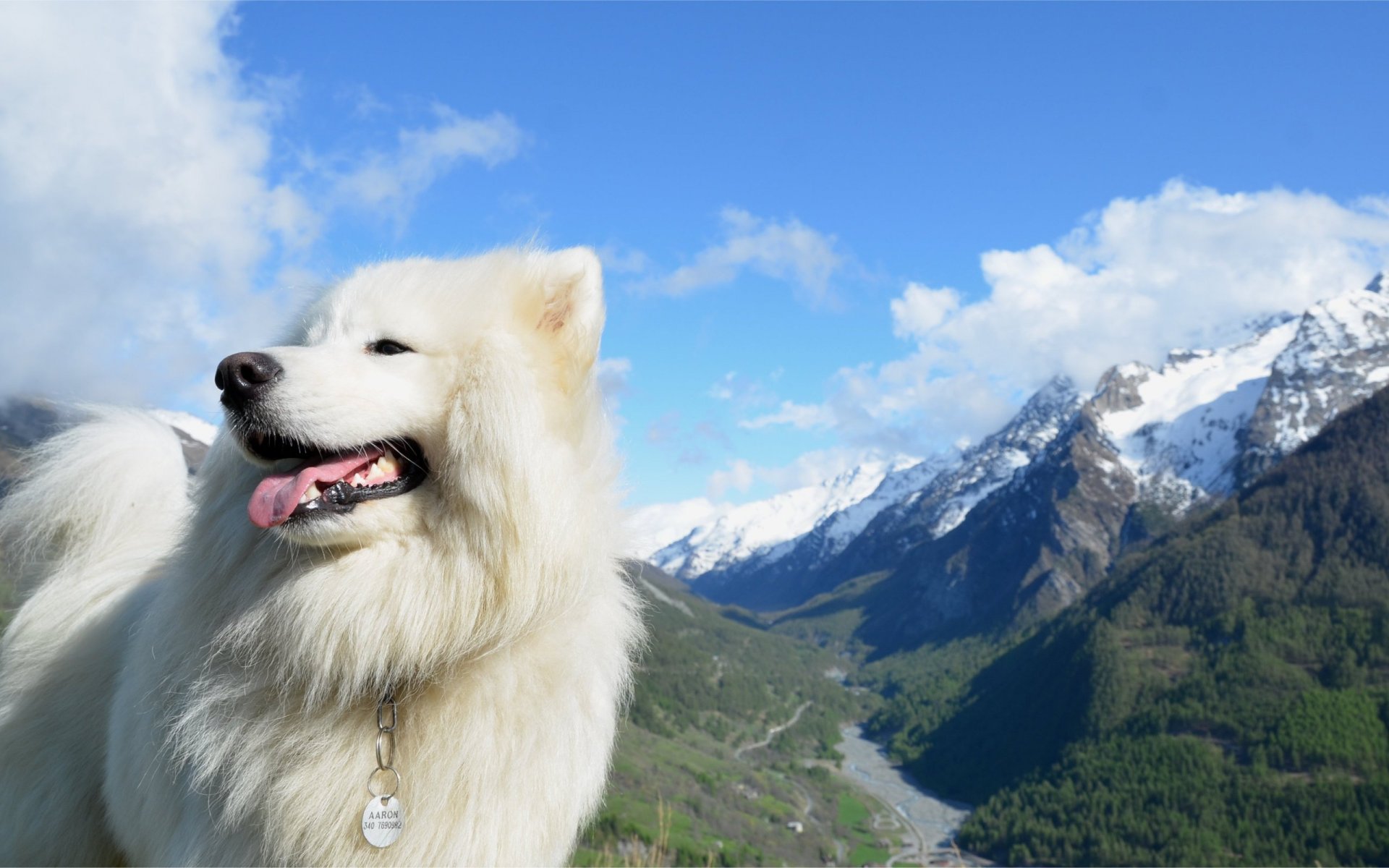 chien montagnes ciel