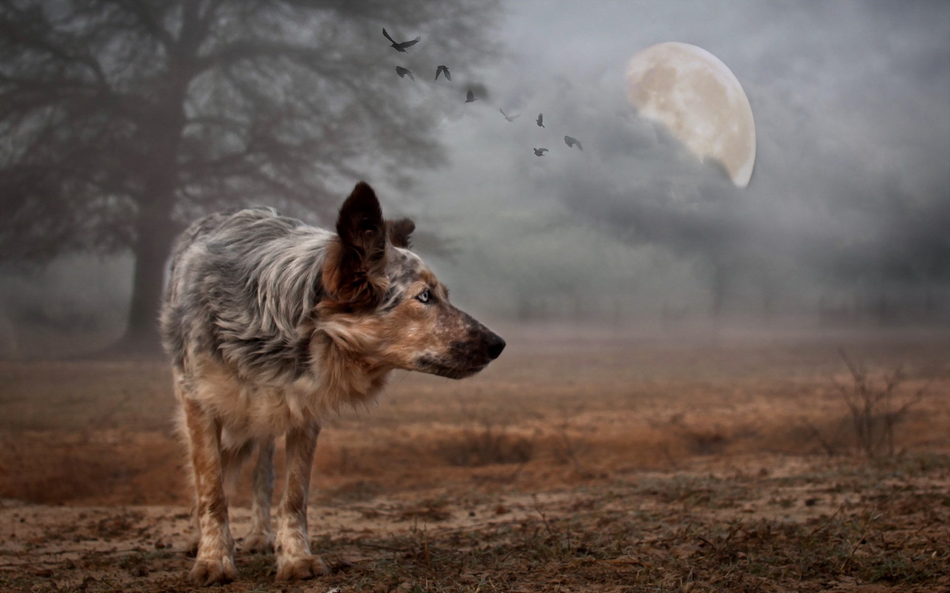dog moon background