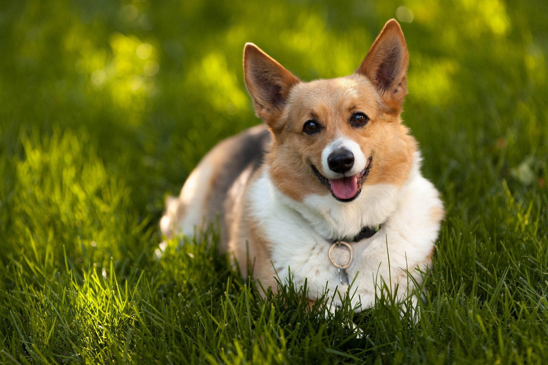 chien regard ami