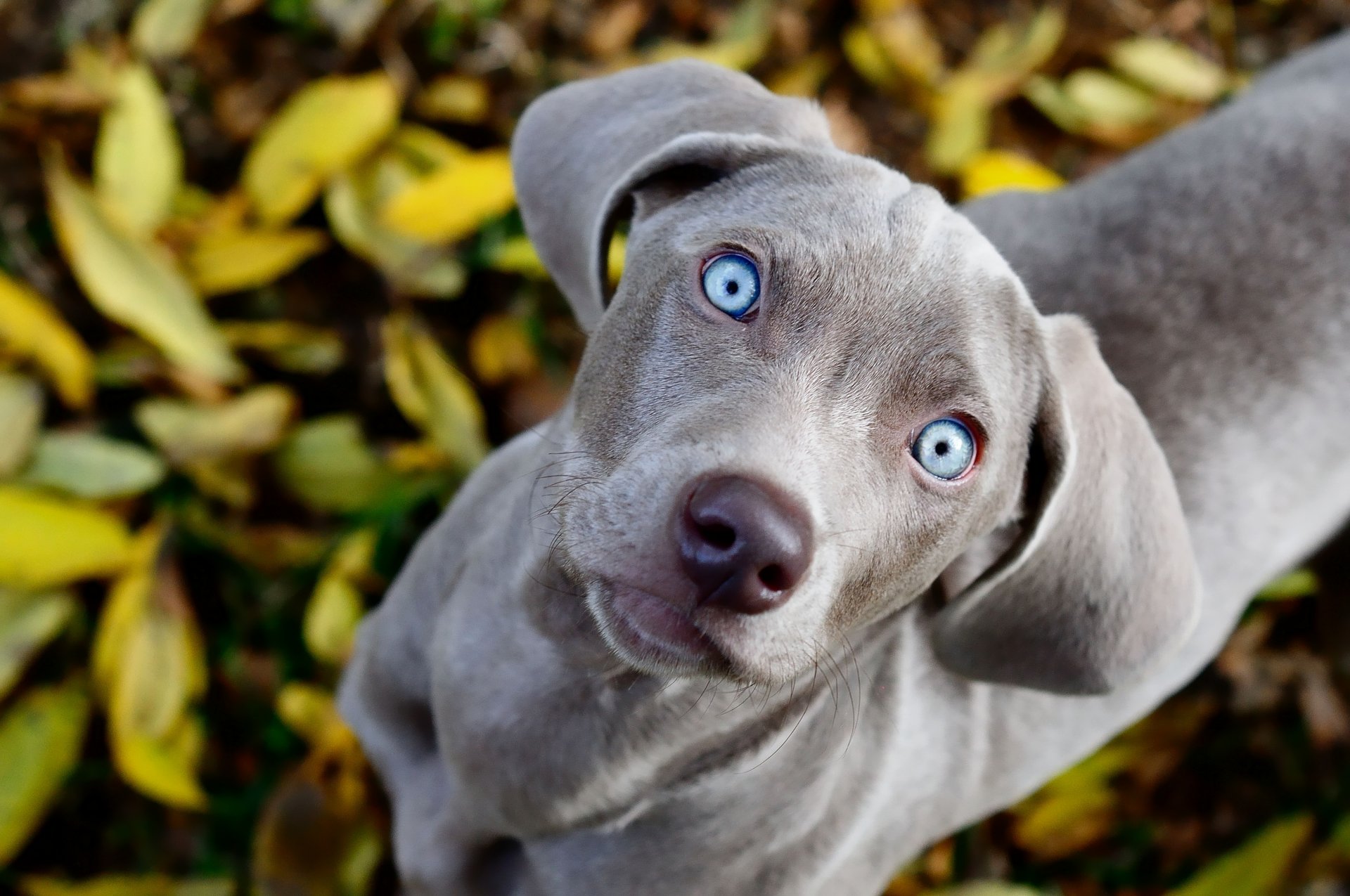 cane weimaraner guarda sguardo fogliame occhi blu