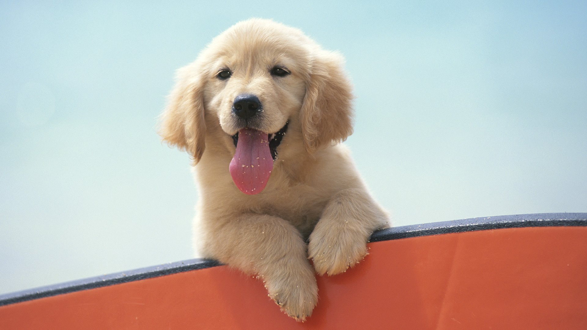 puppy labrador mood english