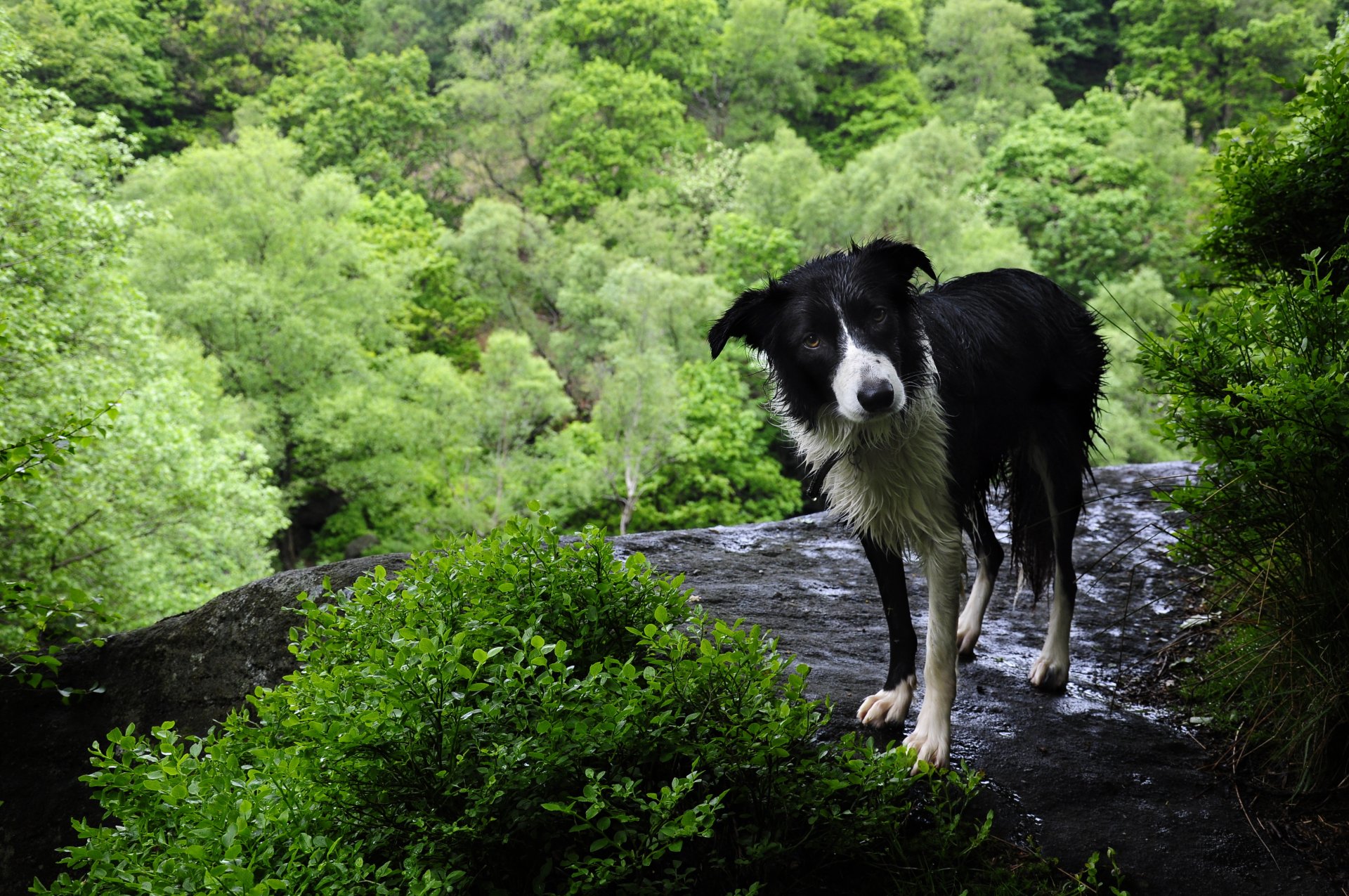 dog forest nature
