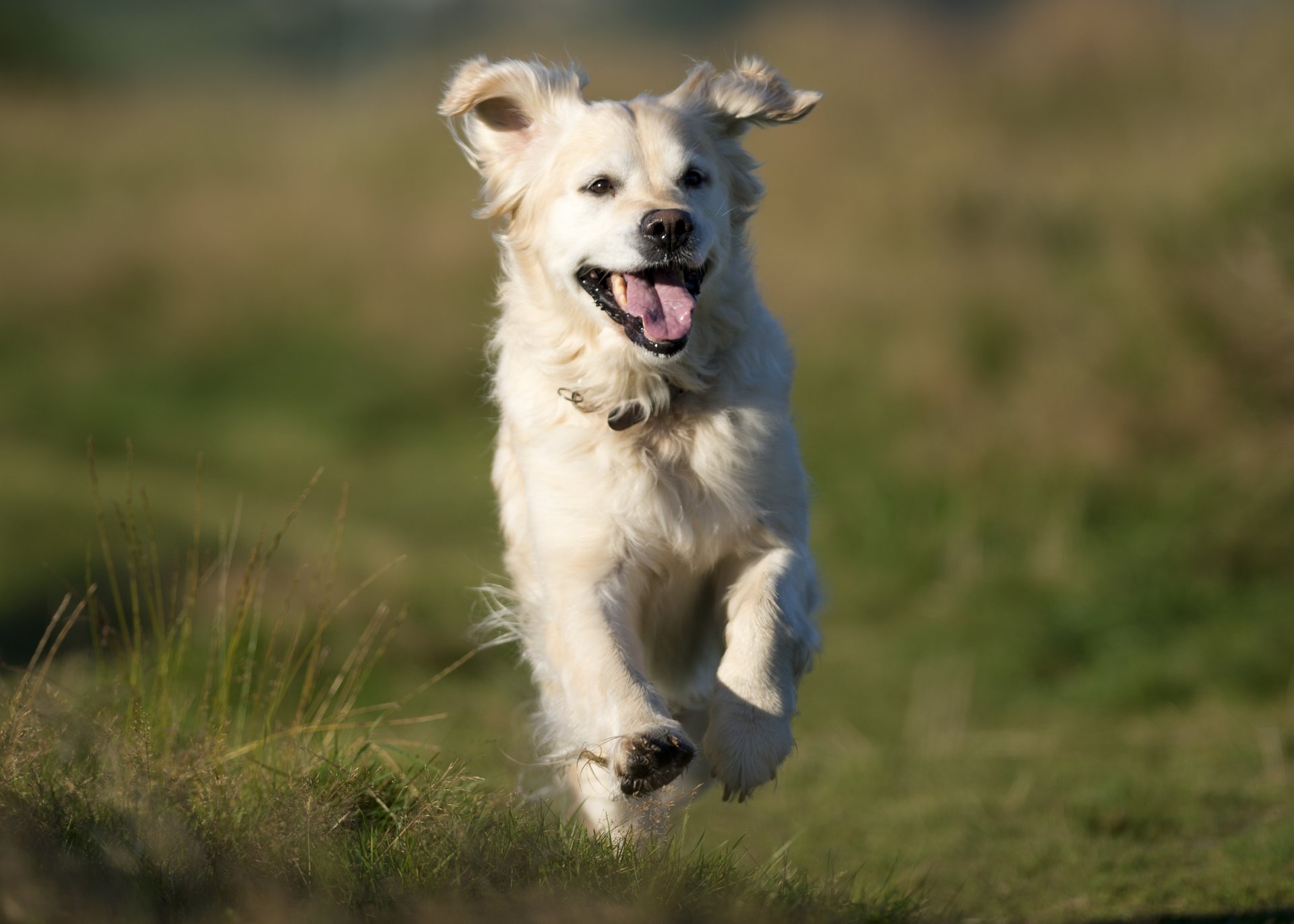 golden retriever golden retriever stimmung