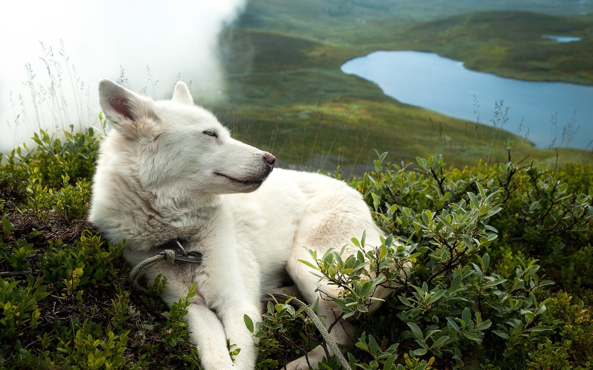 dog other nature