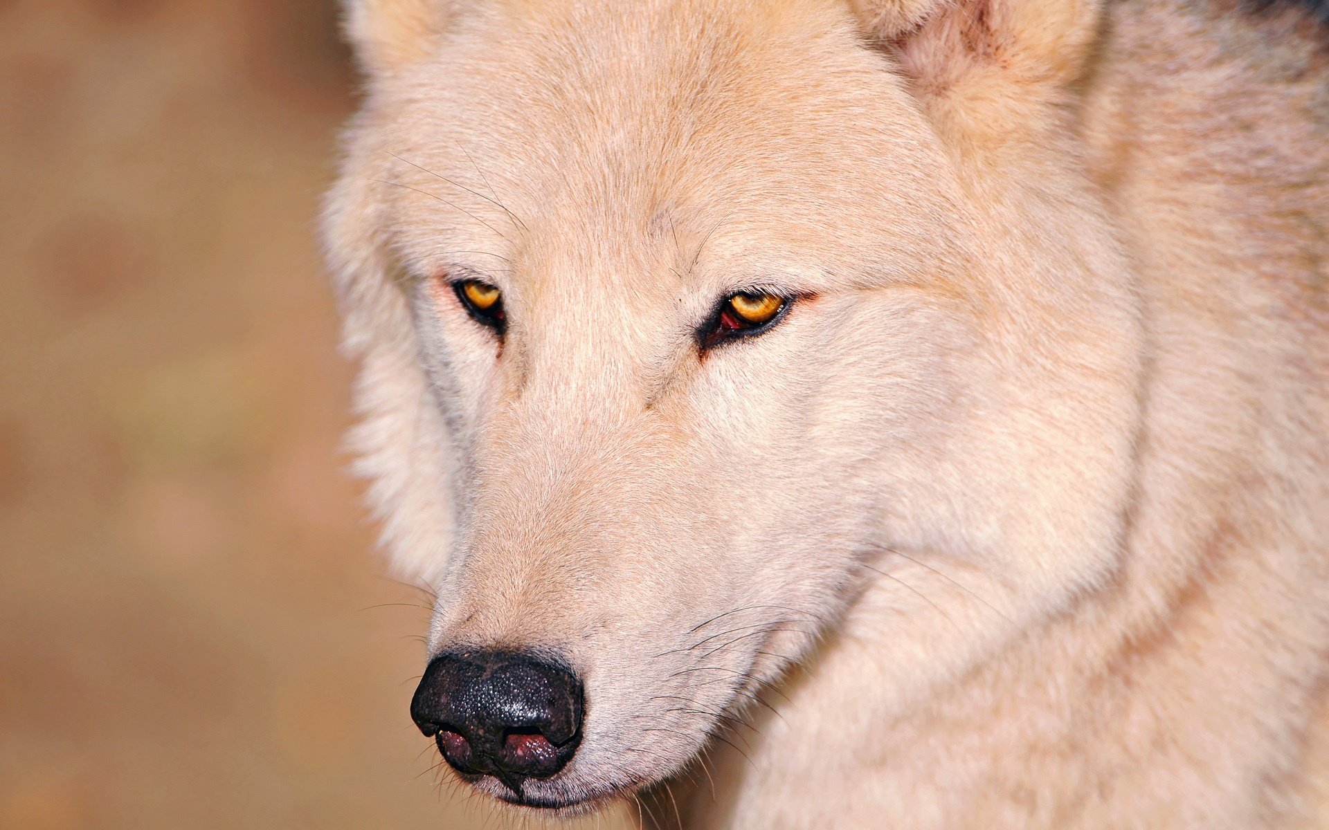 loup blanc yeux nez