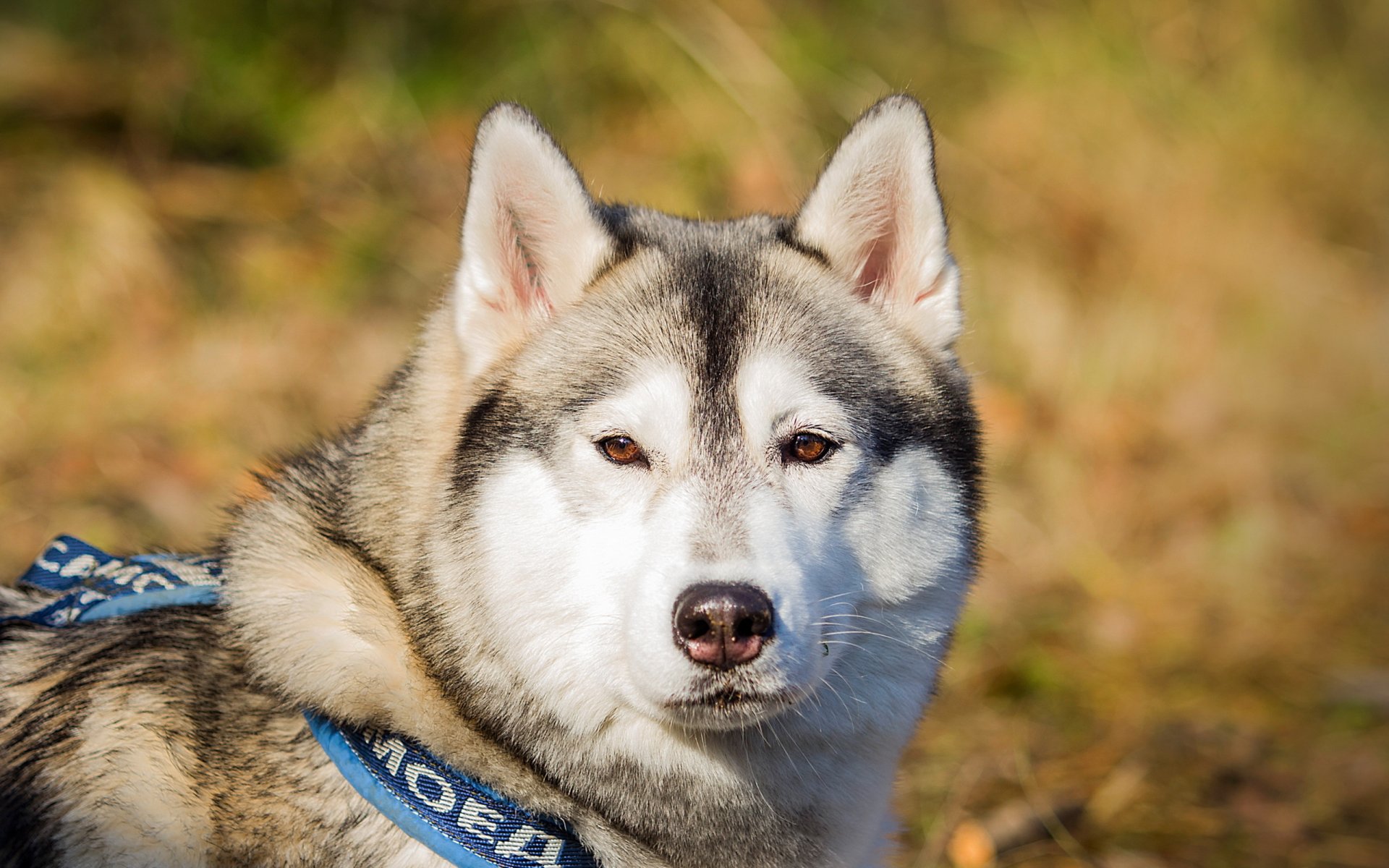 dog malamute other