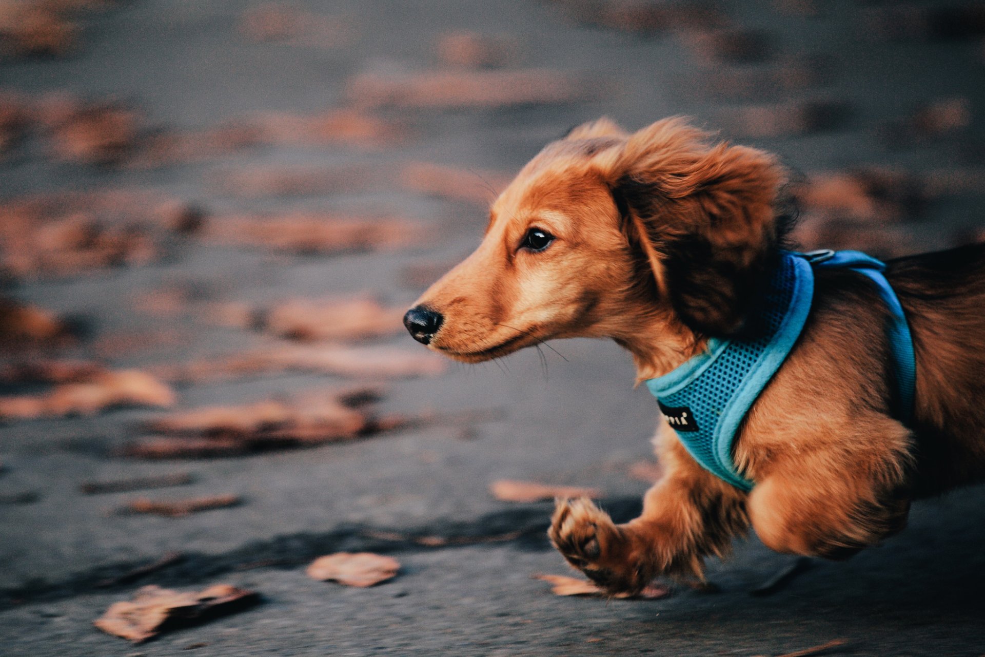 dog taxi running autumn