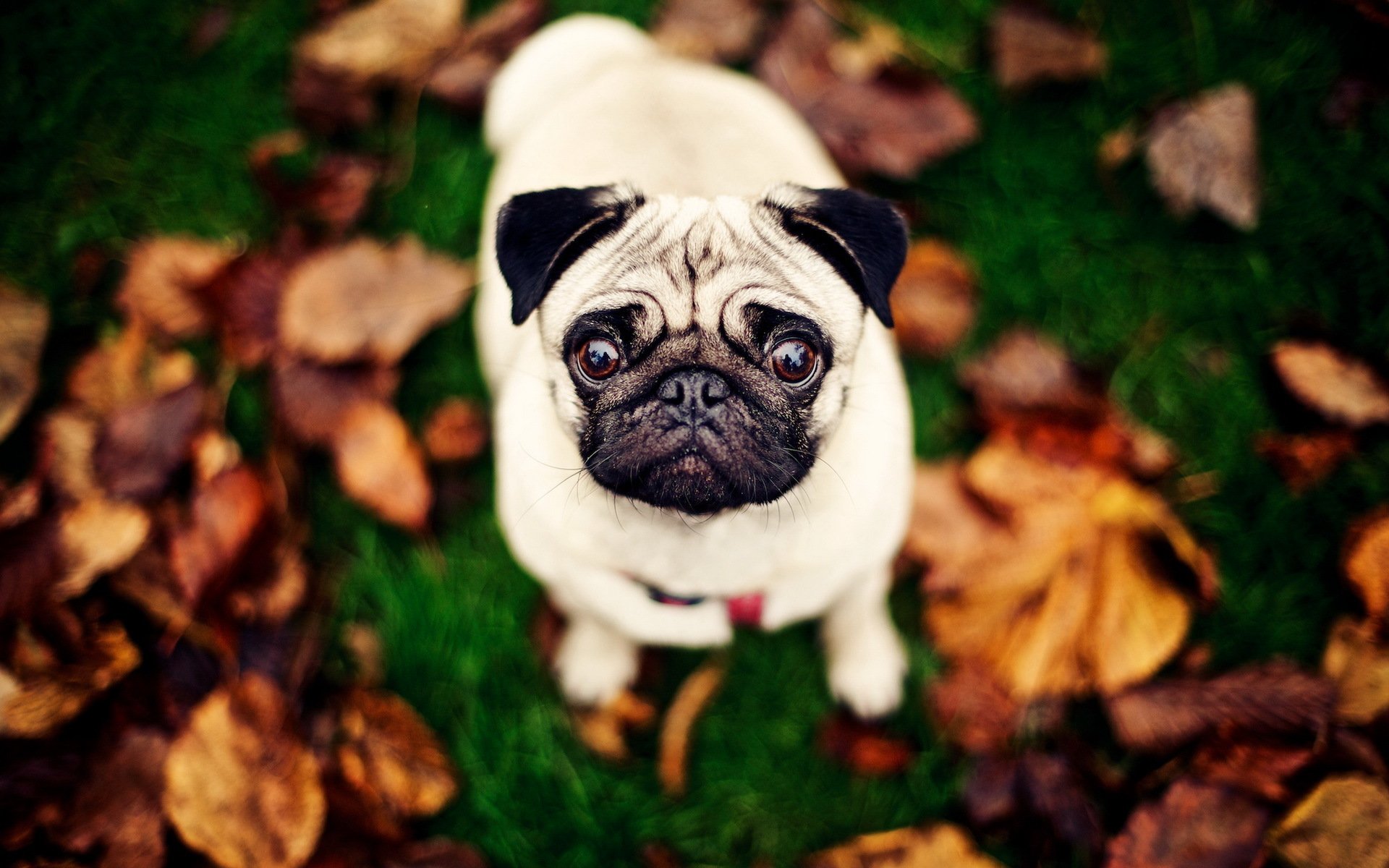 hund mops hintergrund