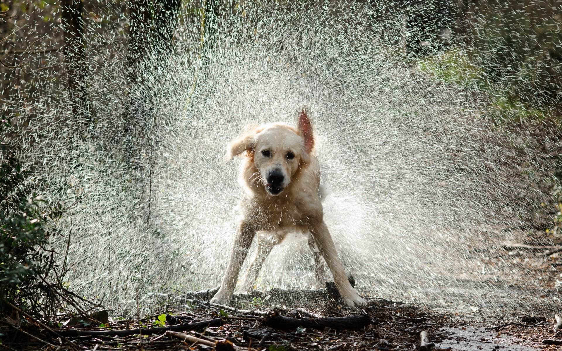 cane acqua gocce spruzzi