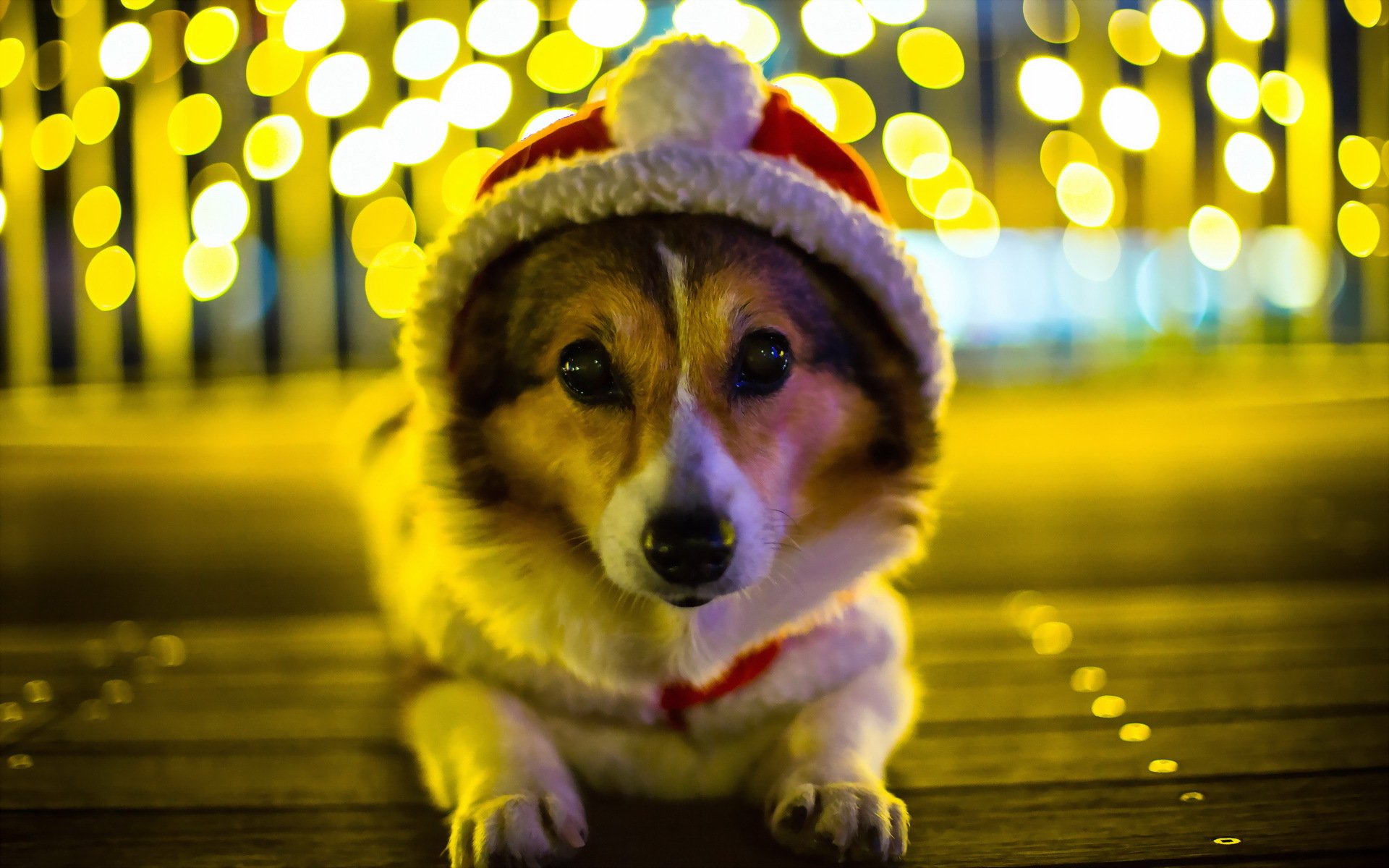 chien regard vacances