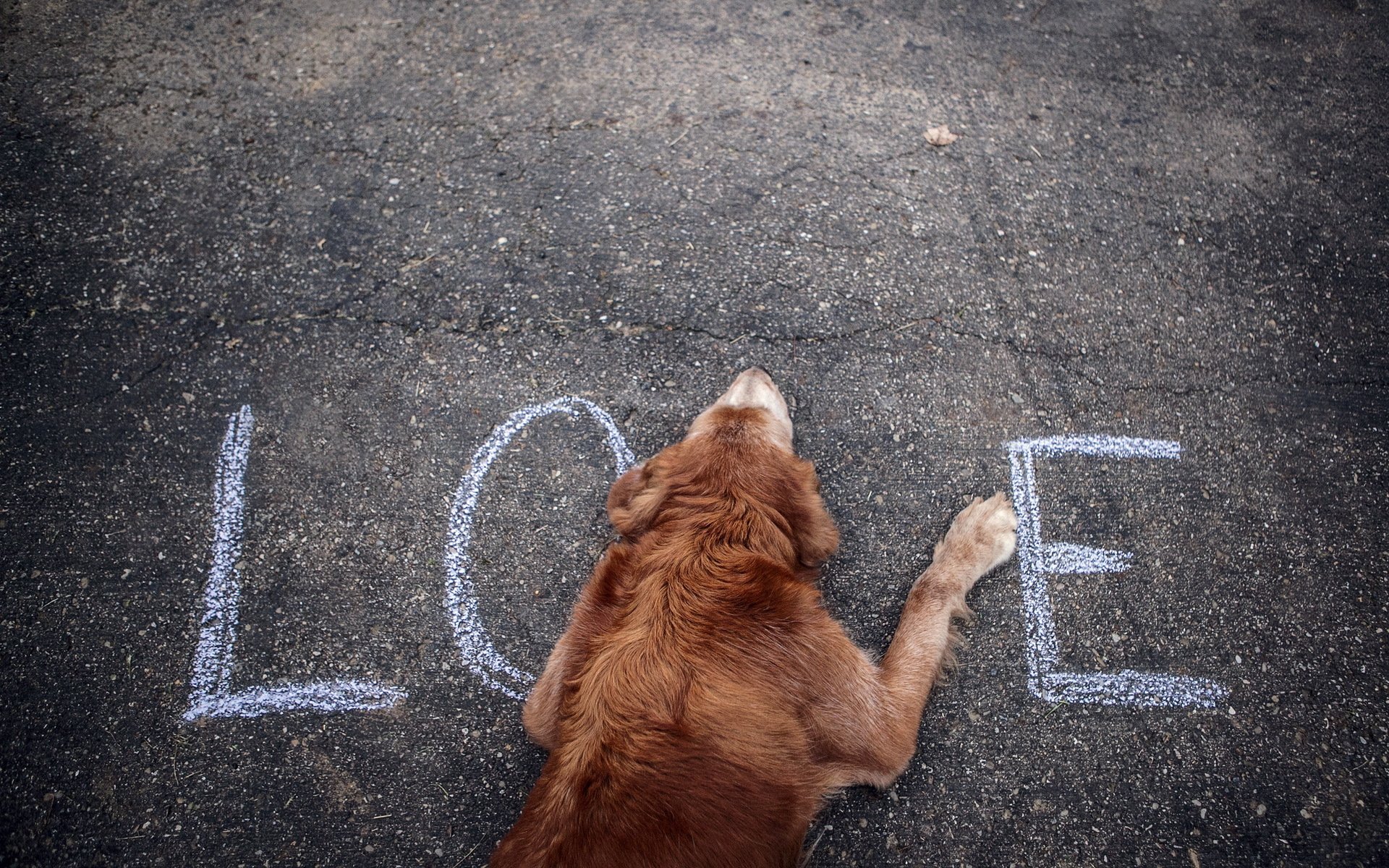 chien rue mot