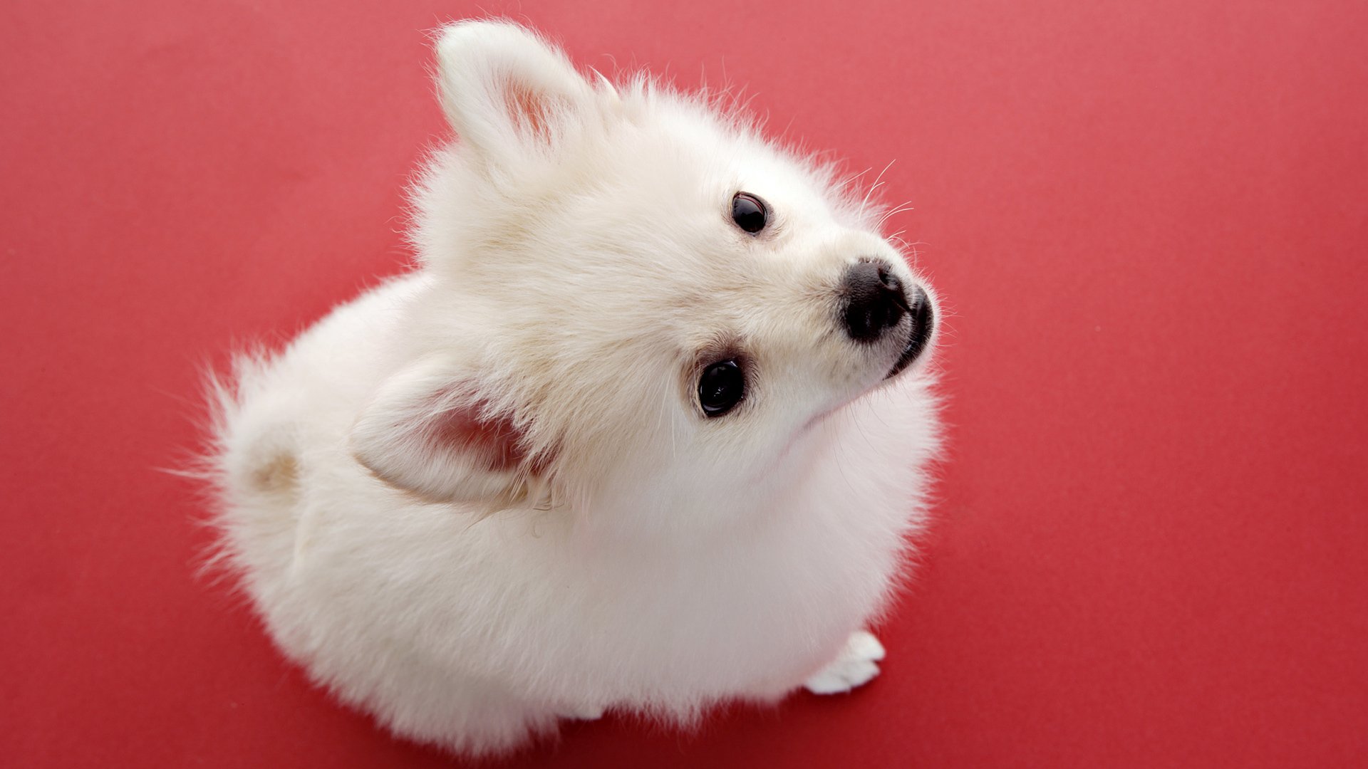 cane bianco cucciolo bambino