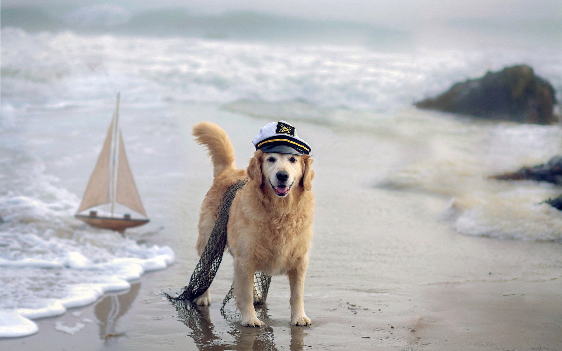 chien mer bateau