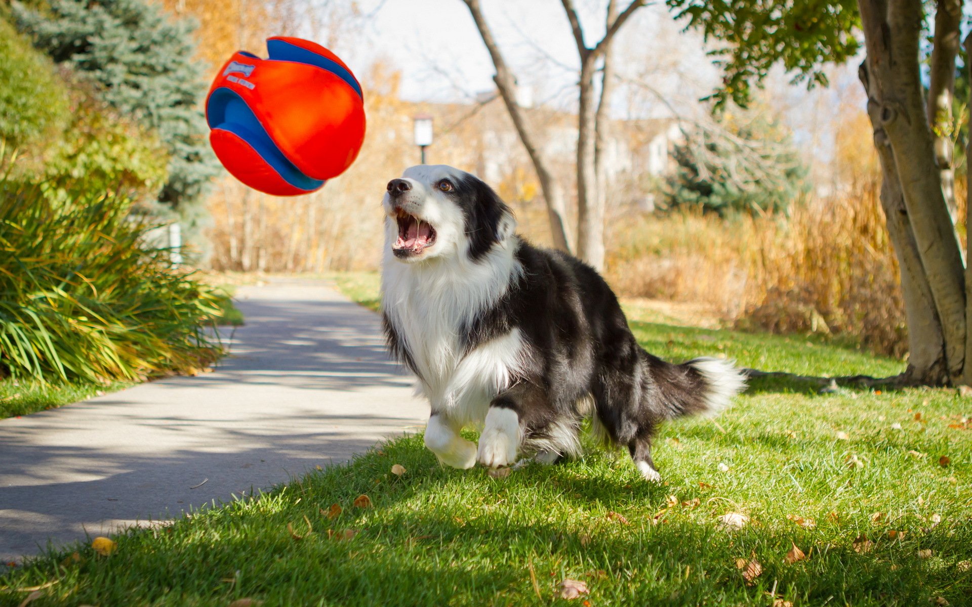 chien ami jeu