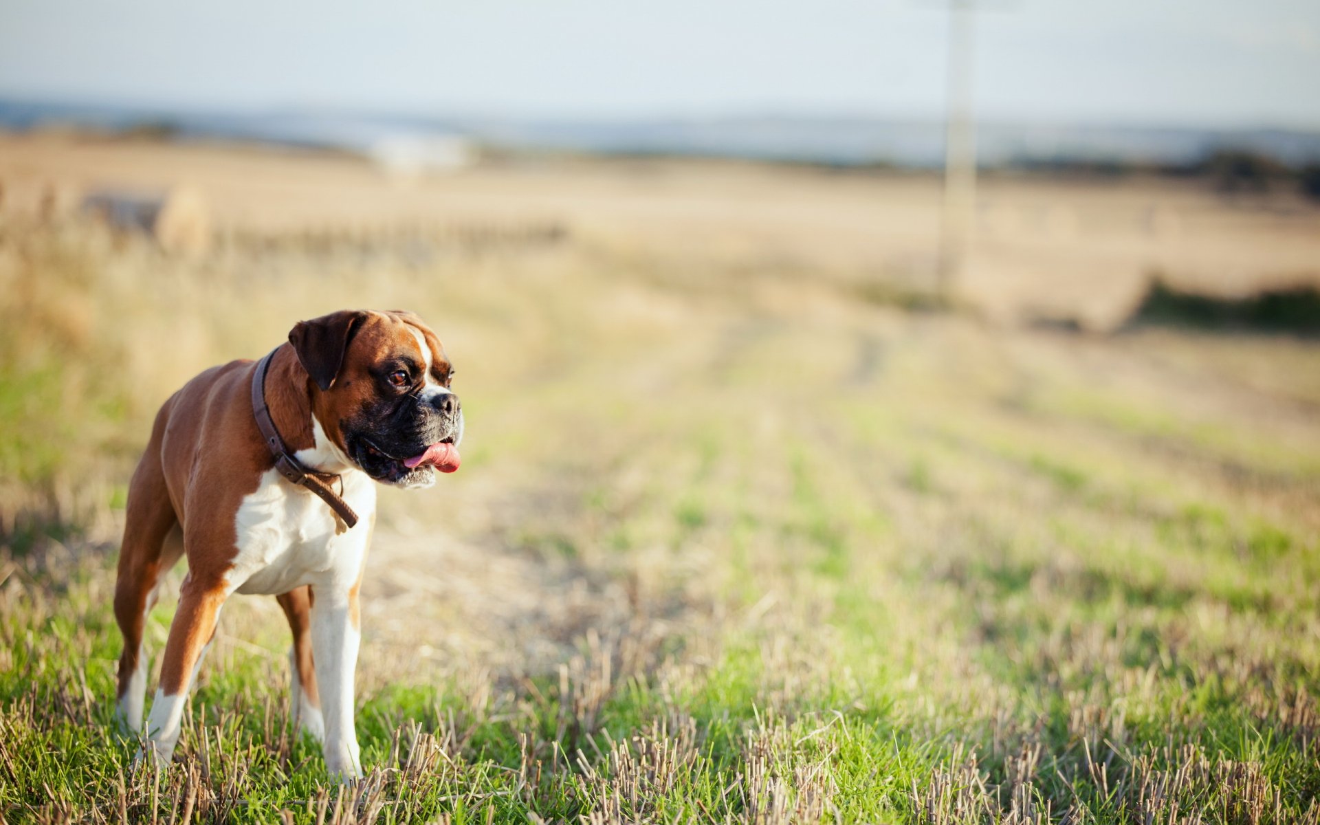 chien champ fond