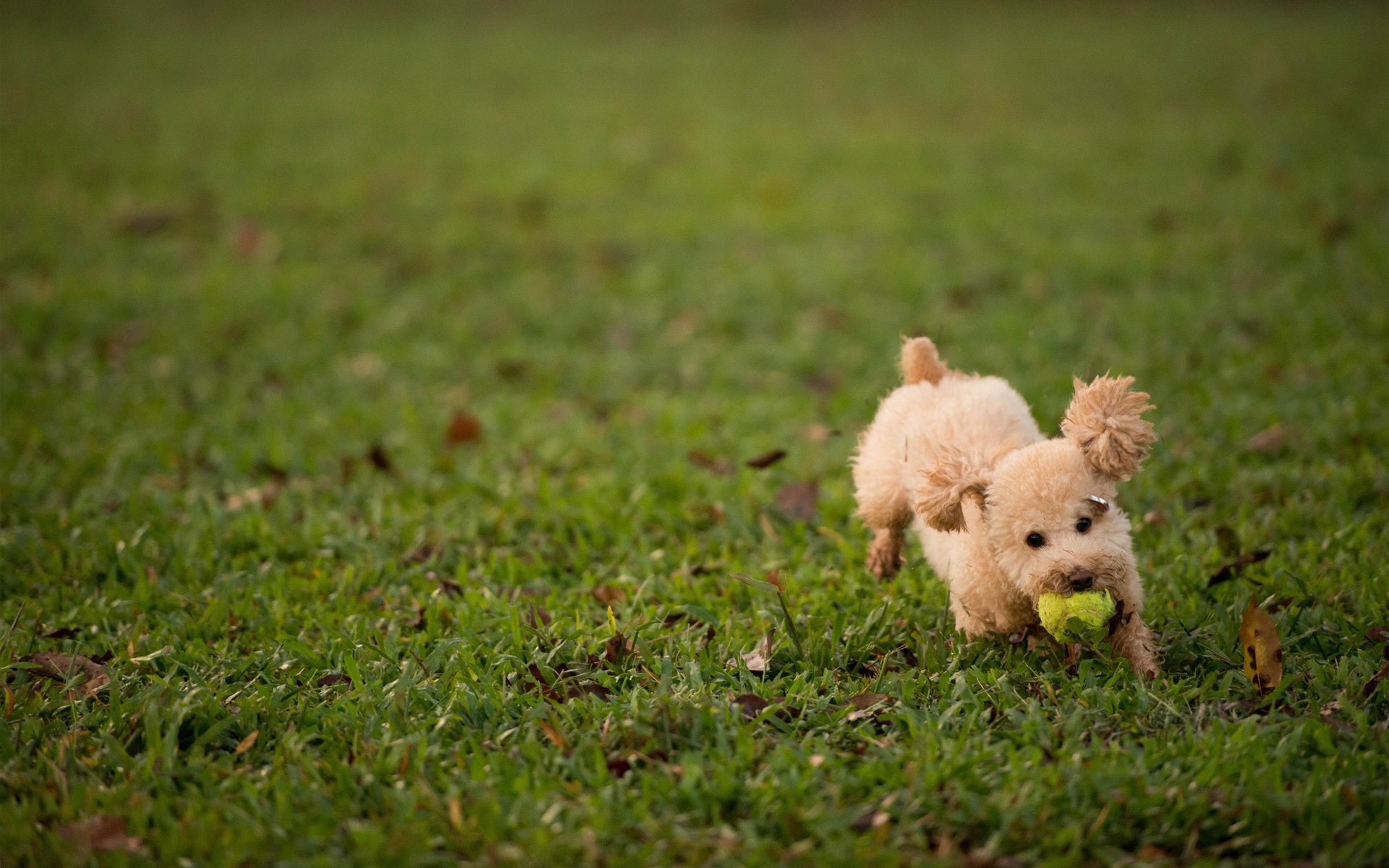 dog ball grass game turf furry