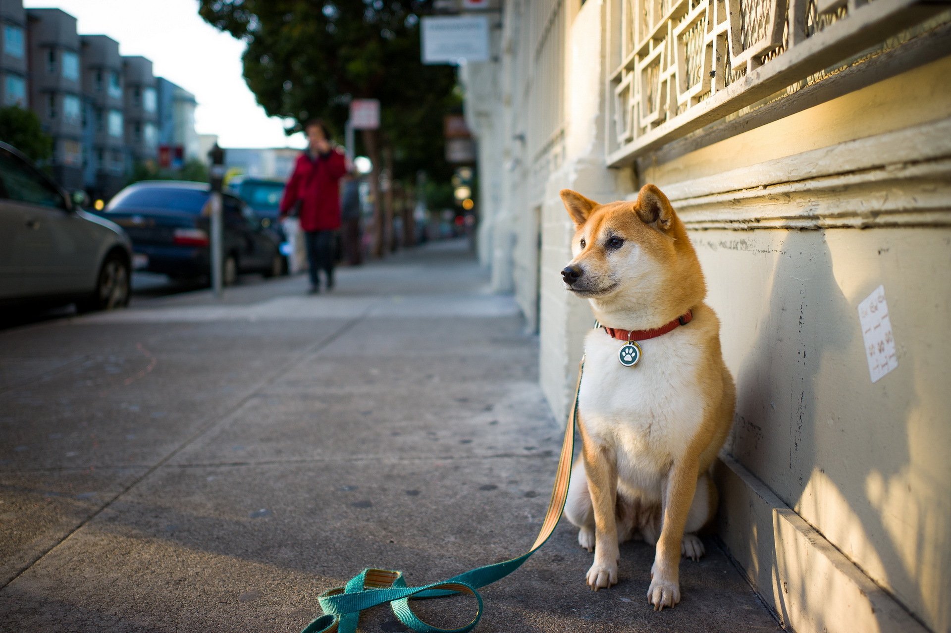 chien rue ami