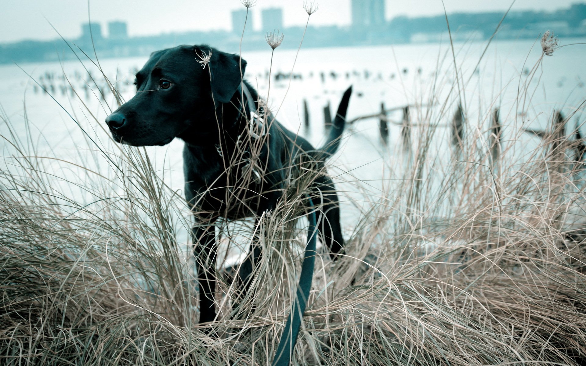 dog view background